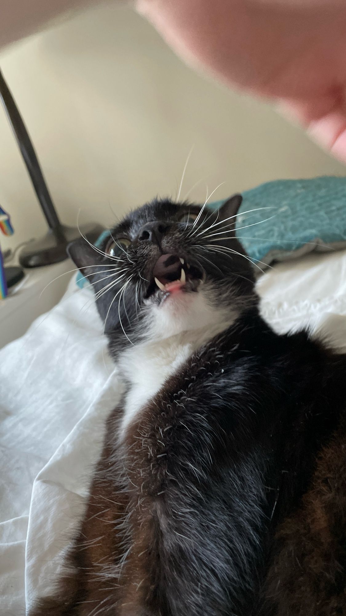 A small black and white cat bares her fangs and flares her whiskers at a hand in retreat at the top of the picture. You can see a splotch of black pigmentation on the palate of her pink mouth.