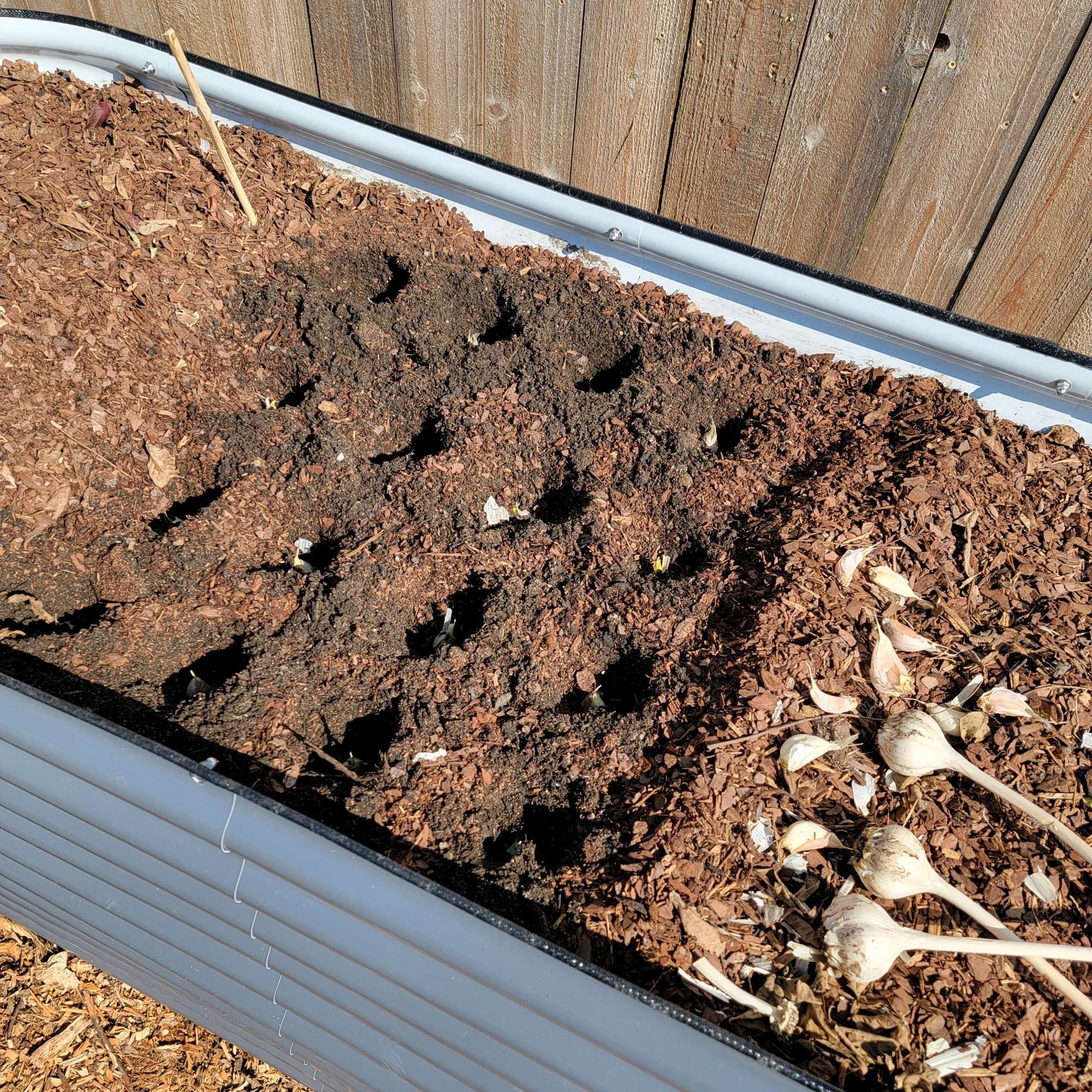 Raised garden bed with individual cloves pressed into regularly-spaced divots.