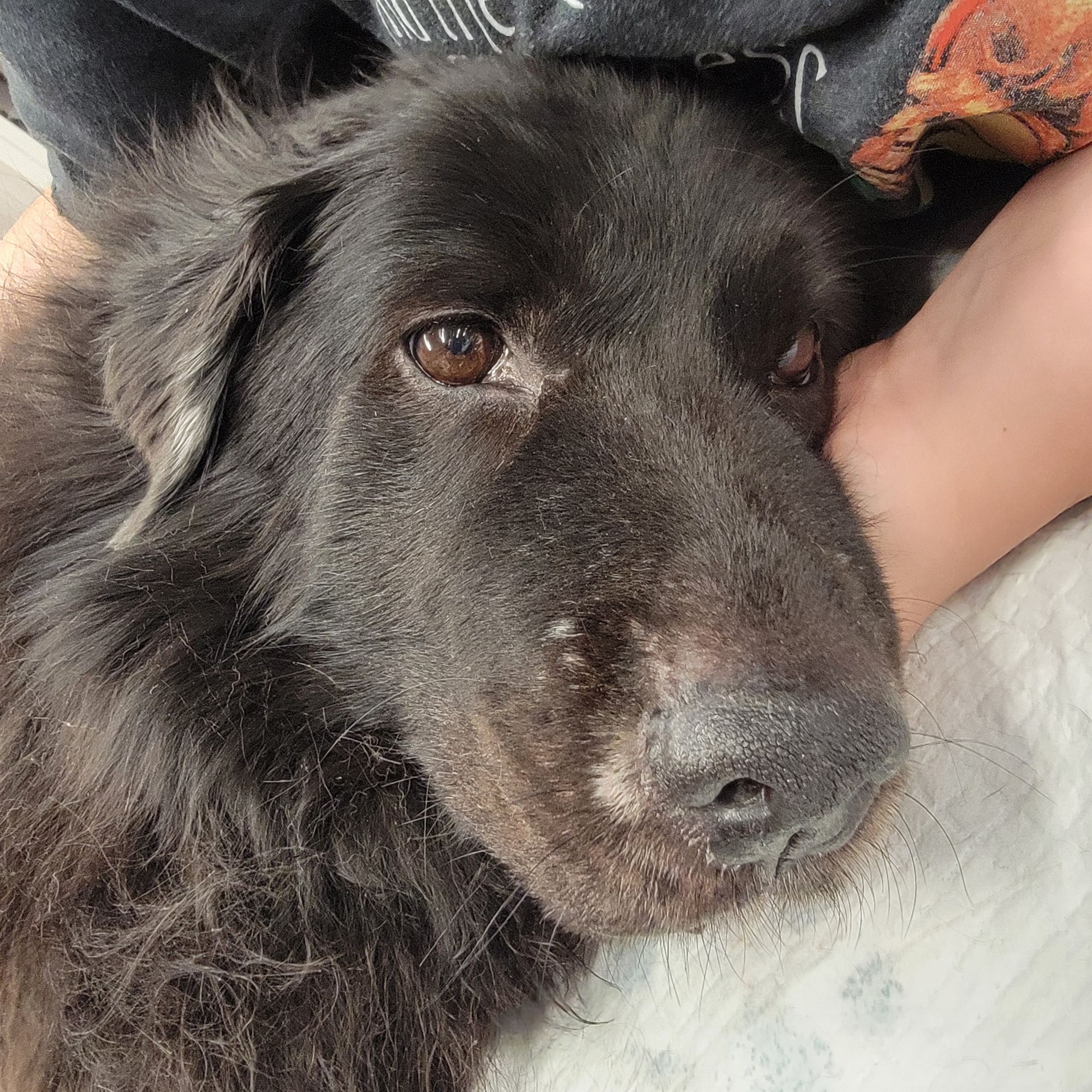 Last photo of Sagan, black-haired fluffy dog, head cradled in our hands.