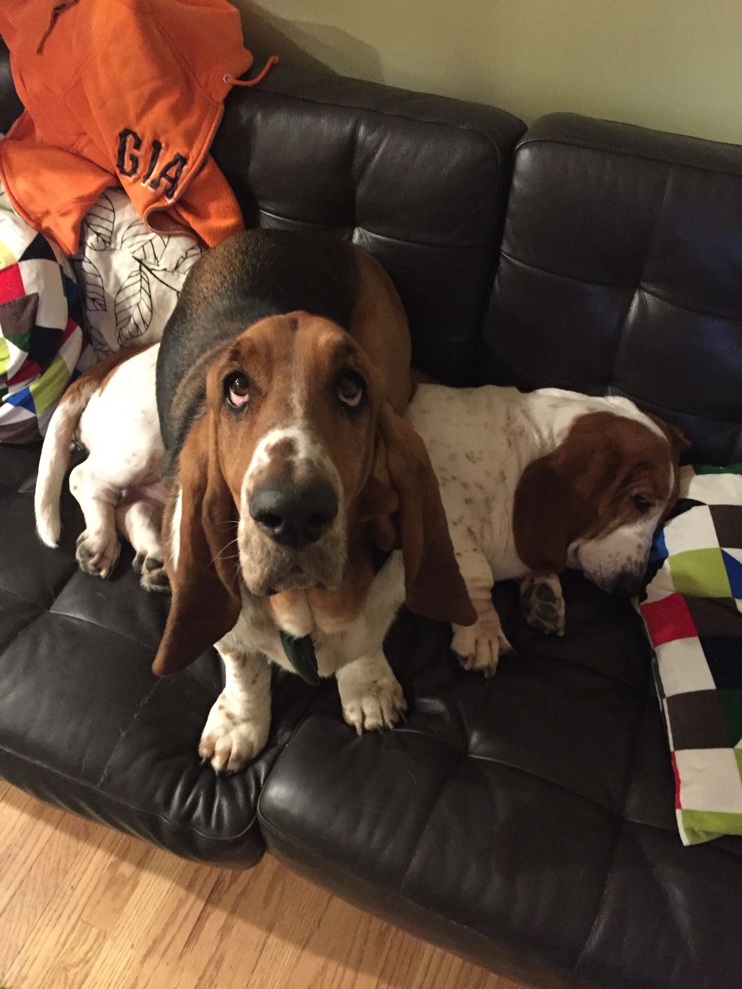 Waylon, a tri-colored basset, and Roxy, a mahogany and white basset hound. Roxy is laying on a black leather couch, trying to ignore the indignity, and Waylon is sitting on her and looking at the camera.