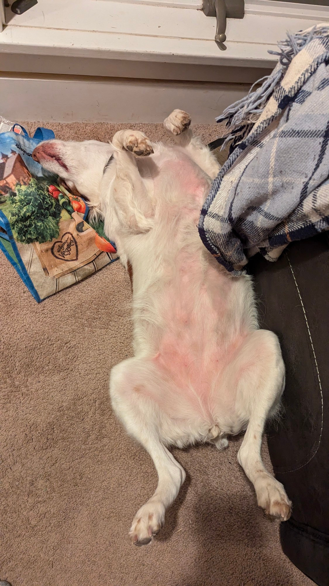 Sadie, a Brittany dog, sprawled on her back so she's just pink belly and paws.