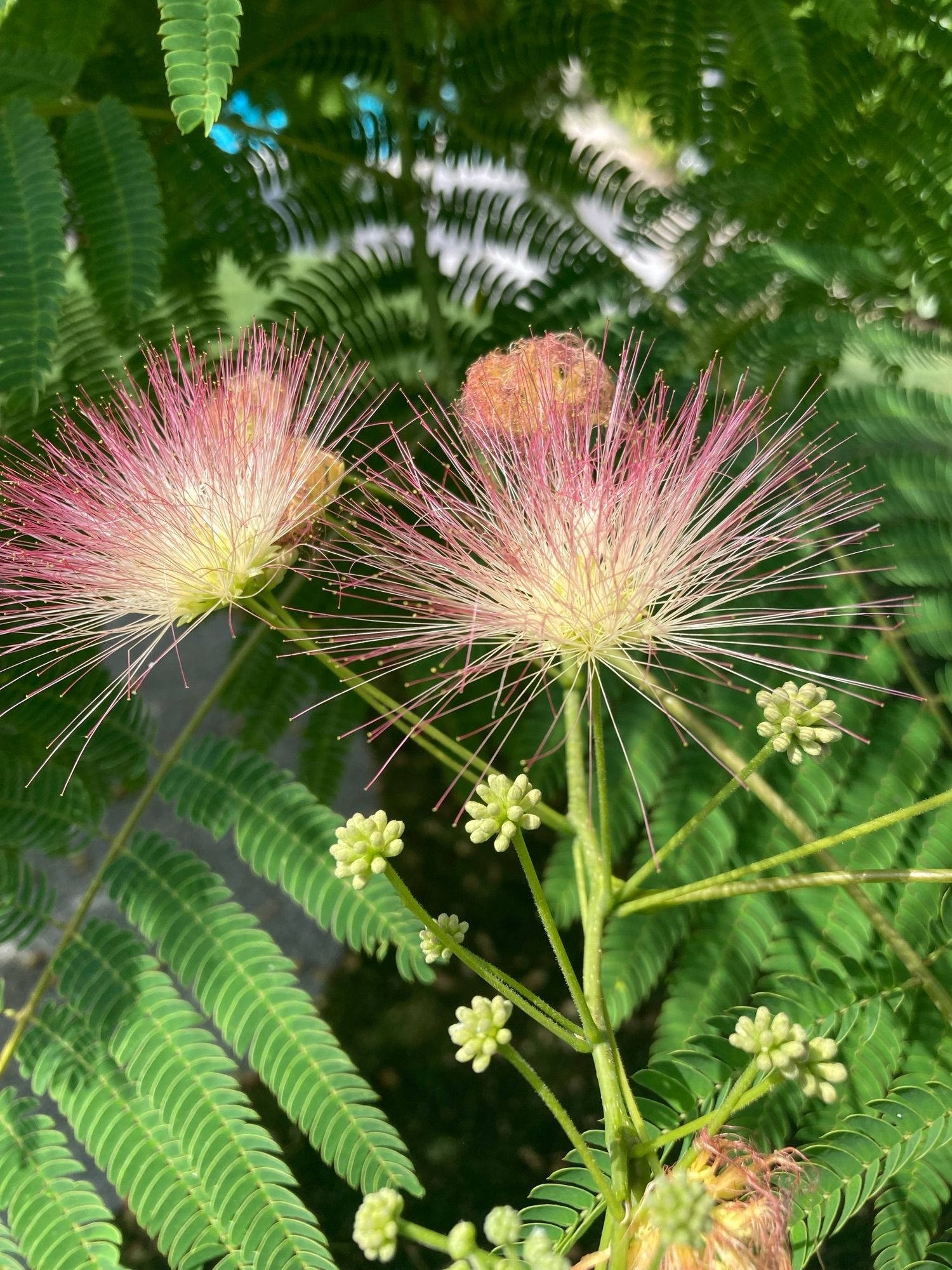 Pink blossoms of a silk tree