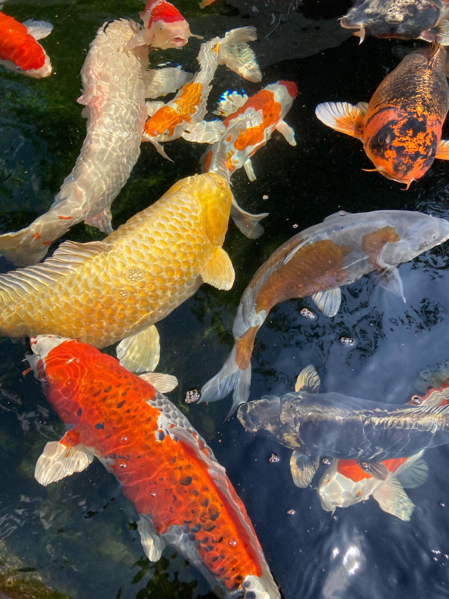 Koi fish of various colors in a pond