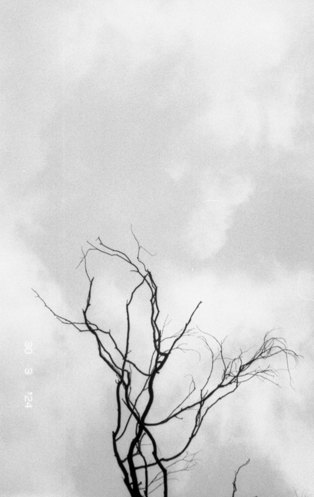 Black and white pic of some tree branches. The gray sky is on the background

extra info: ilford pan 100, canon sure shot 130u (i think)