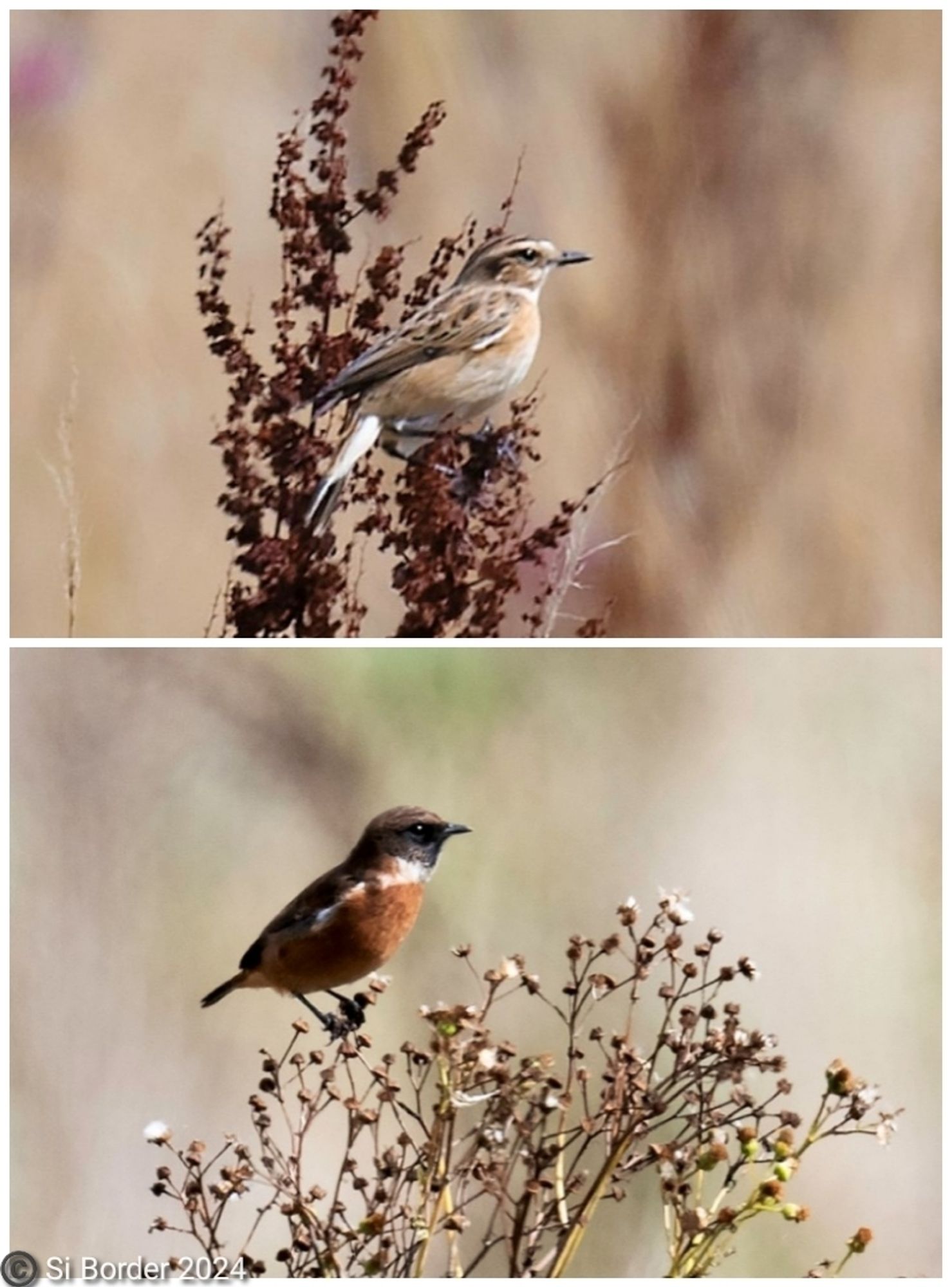 Whinchat snd Stonechat