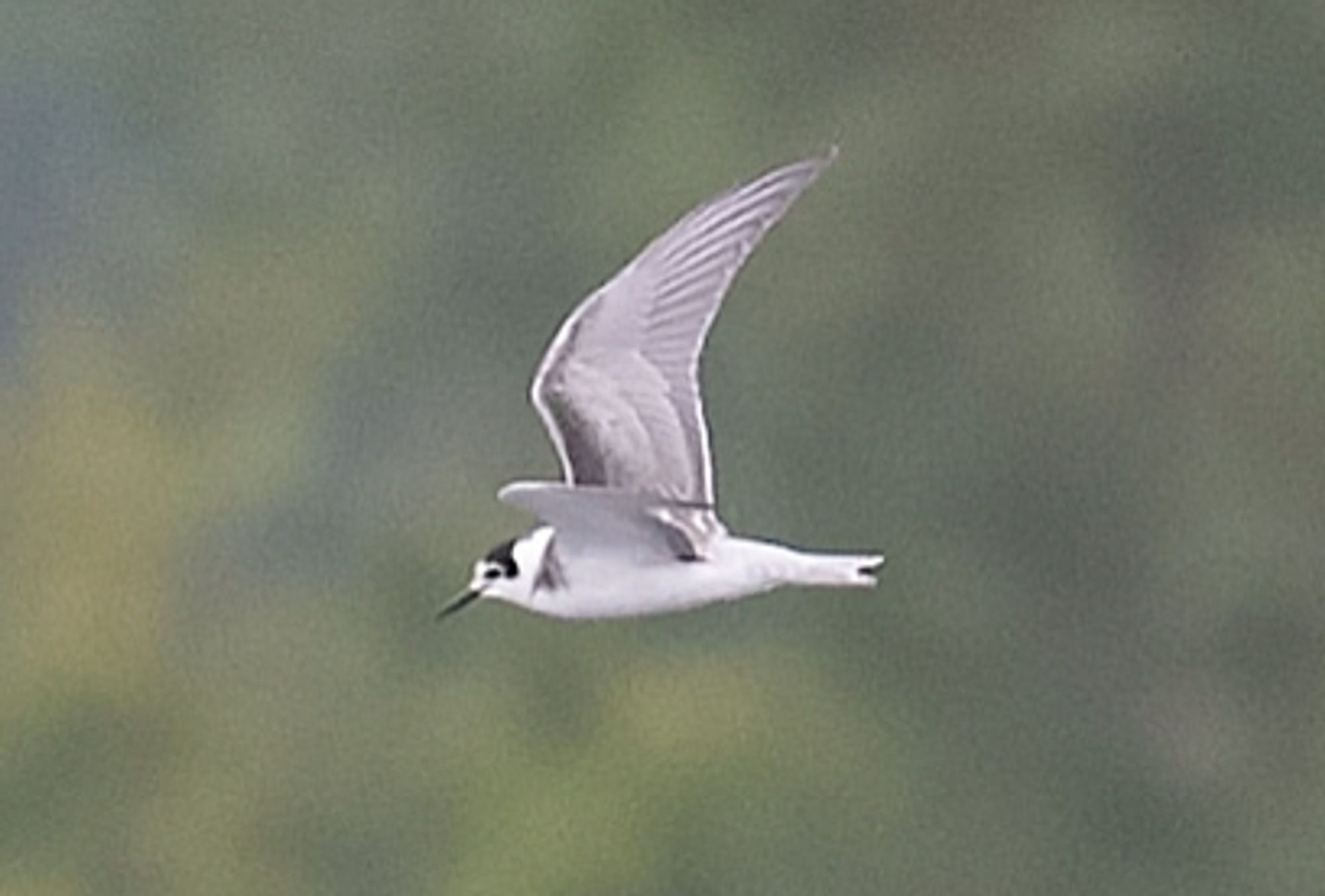 Winter plumaged adult Black Tern Clifton pits 02-09-2024