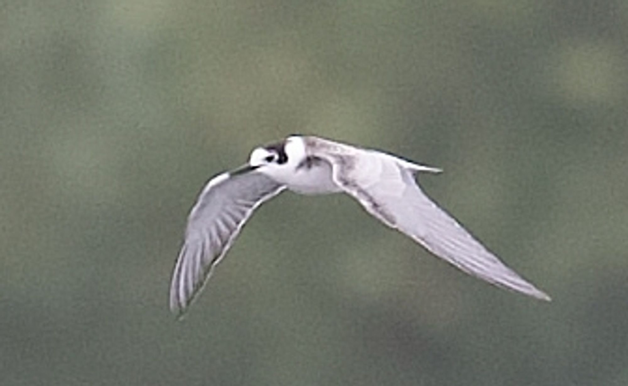 Winter plumaged adult Black Tern Clifton pits 02-09-2024