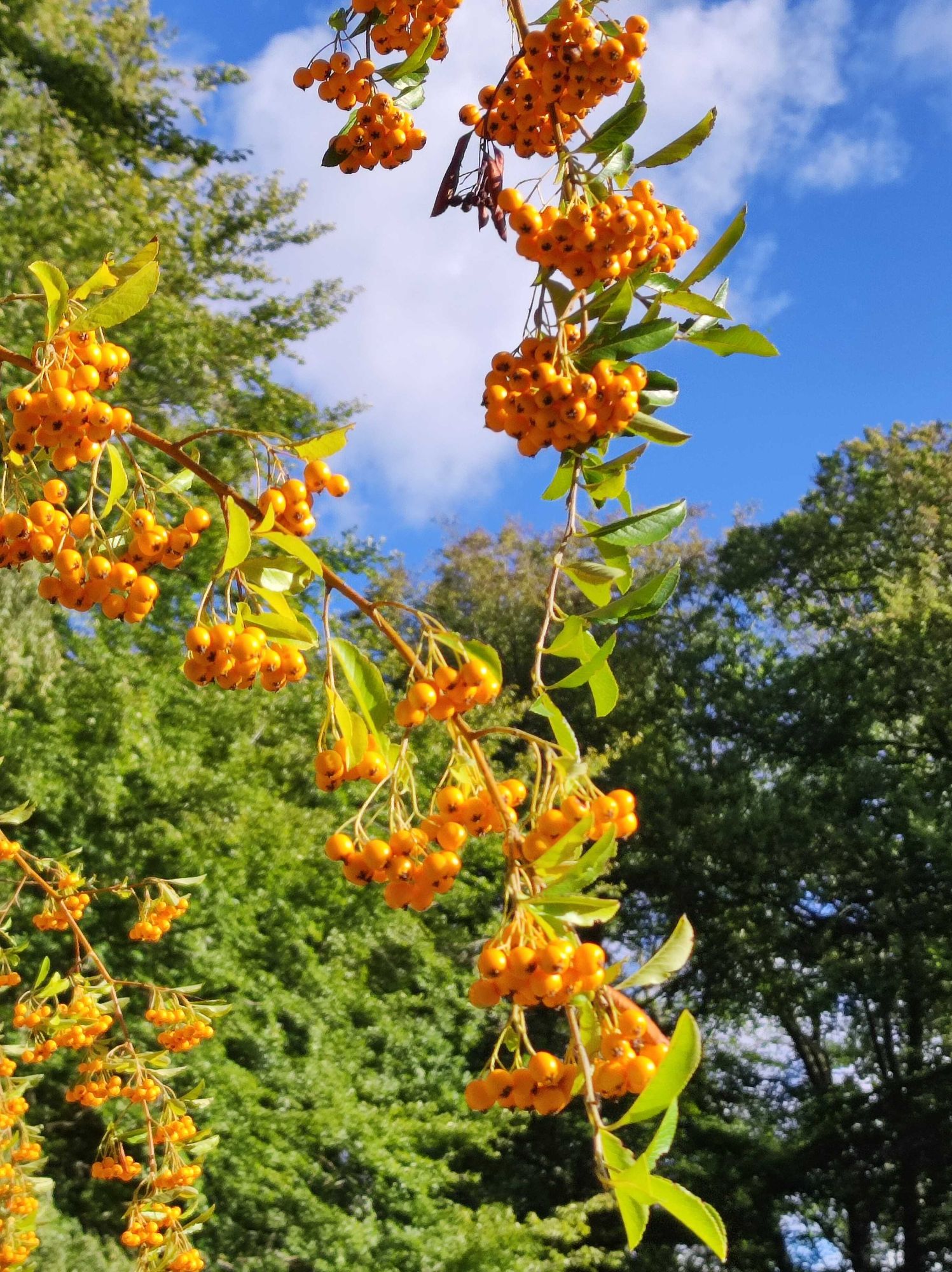 Orange-goldene Beeren an einem Strauch im Park vor blauem Himmel.
Dieser Strauch heißt 'Gelber Feuerdorn' (Pyracantha), gehört zu den immergrünen Rosengewächsen.
Für uns Menschen schmecken die schönen Beeren nicht sonderlich gut (man kann wohl aus manchen Arten Marmelade machen), sie sind aber prima Vogelfutter.