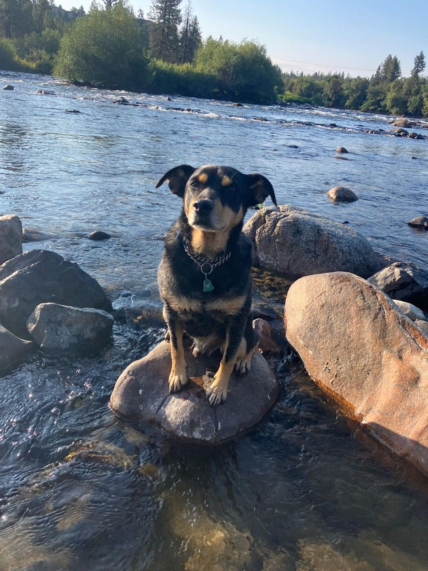 Dark brown and tan dog sitting proudly on a large rock in the Spokane River