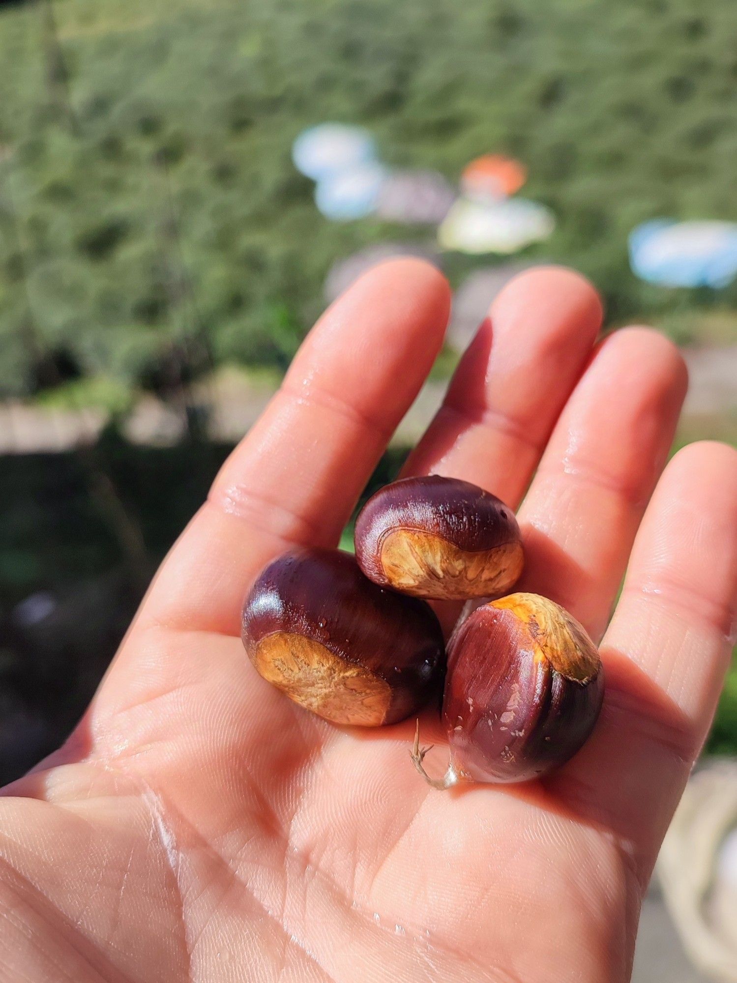 Three black chestnuts holding in my left hand