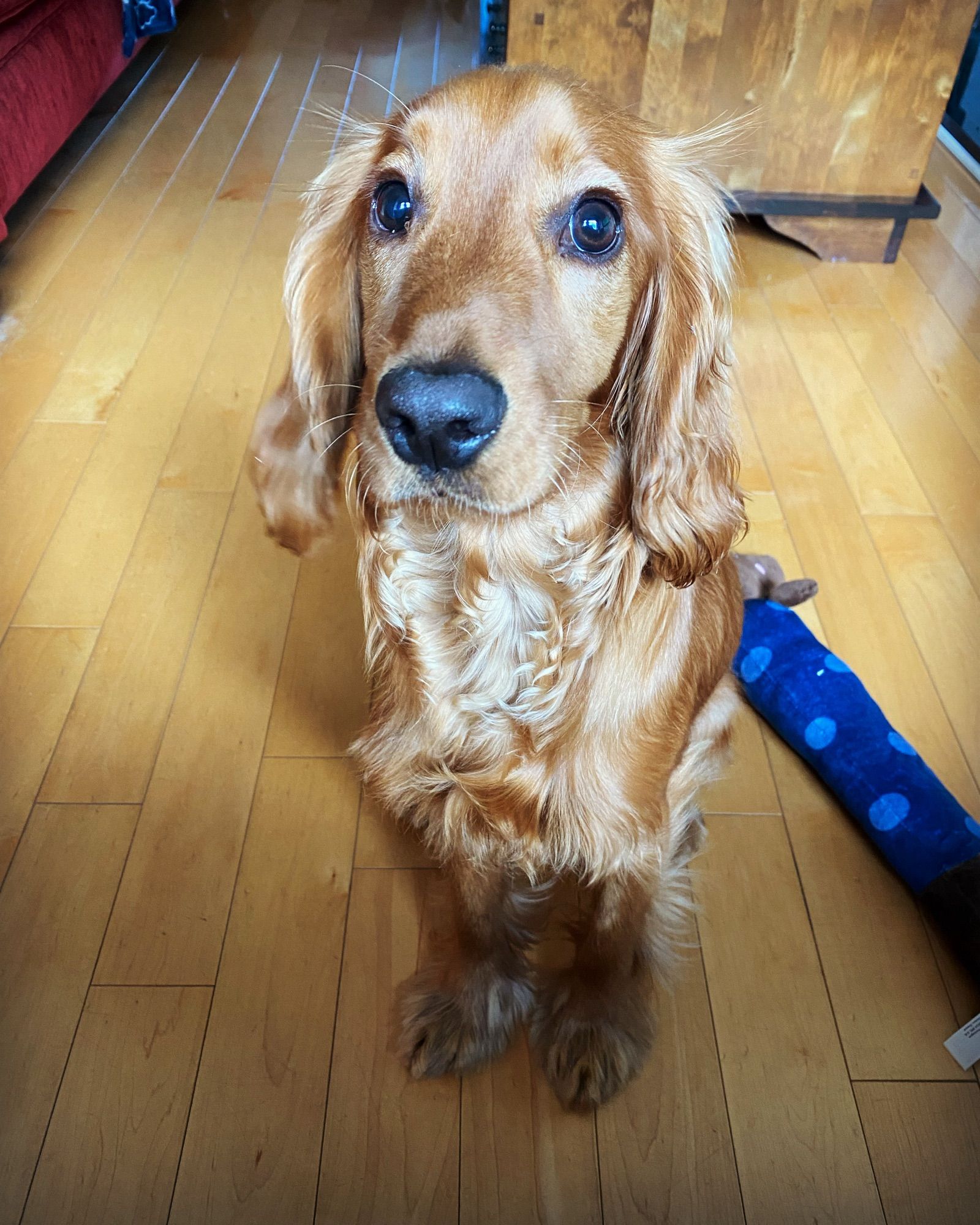 Photograph of Charlie, the inimitable Cocker Spaniel.