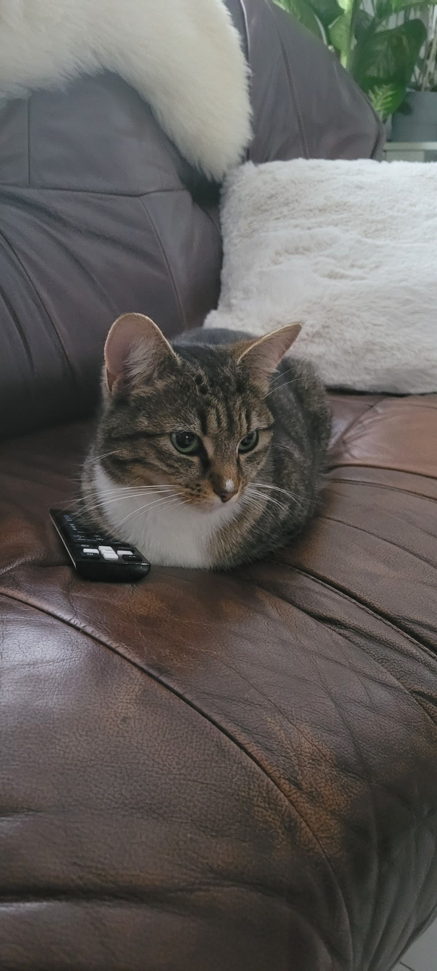 Cat sitting on the sofa with a remote next to her