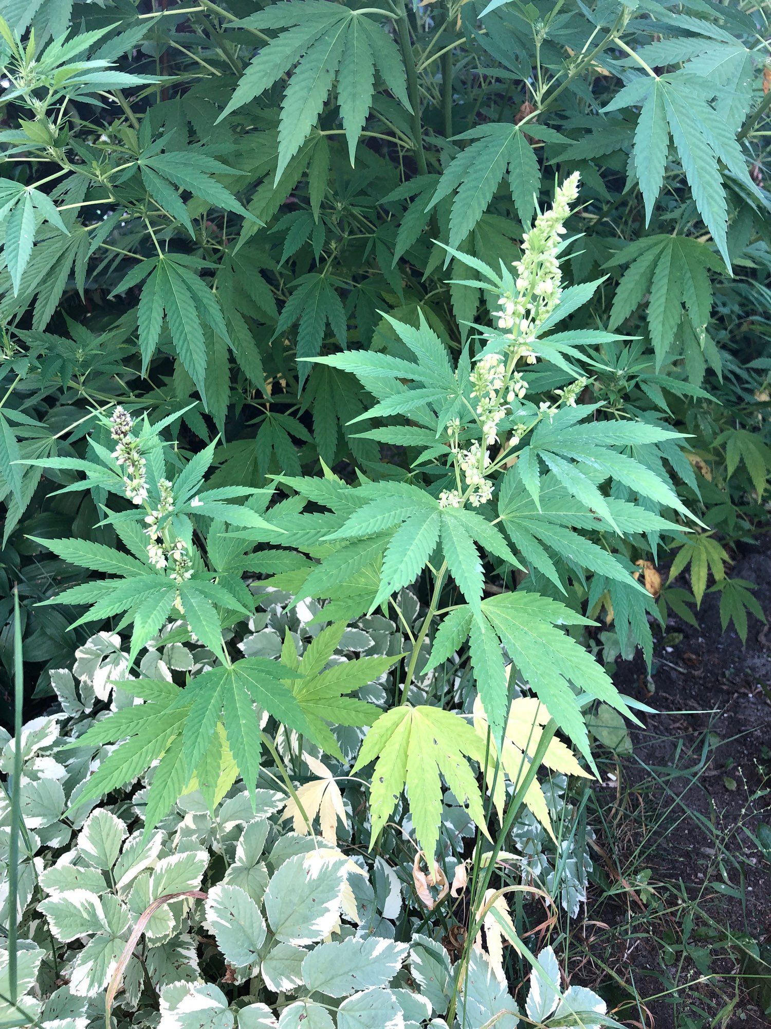 Small male cannabis plant in full flower