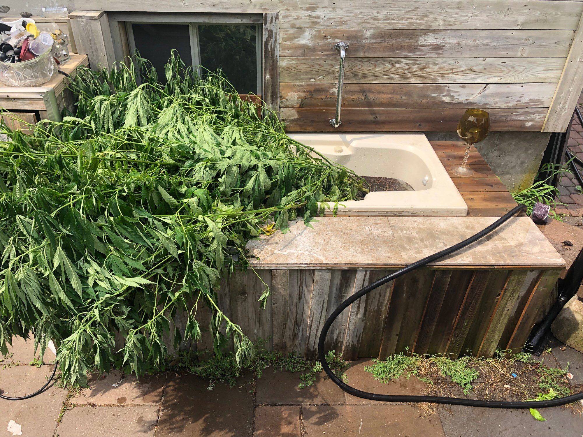 Cannabis plants dug up 2-3 days ago in an over abundance of caution after their safety could no longer be assured
Reviving in the hillbilly hot tub on the patio before being wrapped in landscape cloth for transport