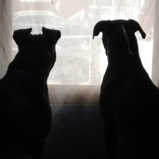 Silhouettes of two black dogs gazing out through a gauze-curtained, whitely lit window. The one on the left is shorter and chonkier, with partially erect ears; on the right, taller and lankier, with flopped ears and a white stripe down the back of her neck.
