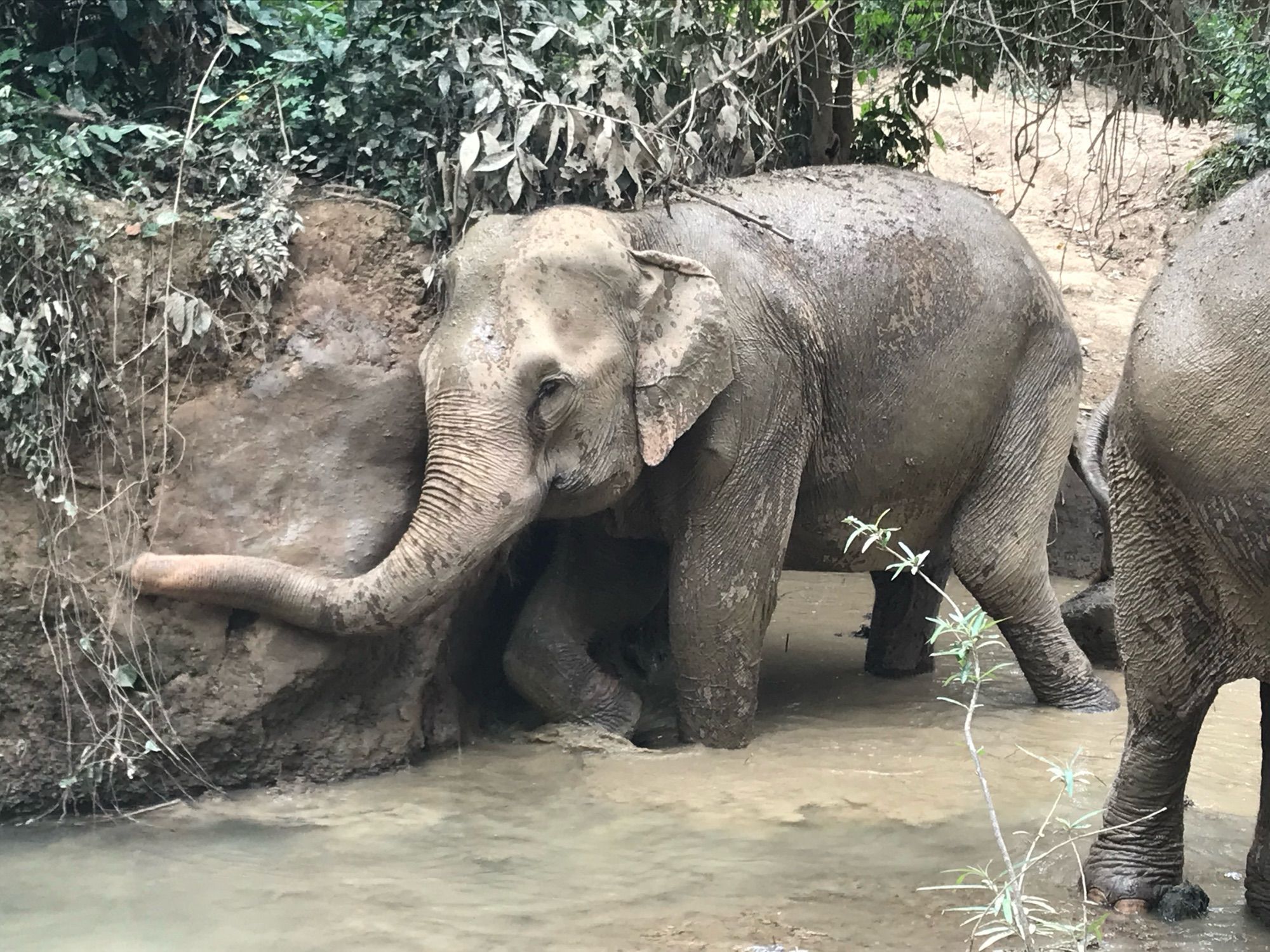 Ein Elefant nimmt eine Schlammdusche und schrubbt sich am Felsen. Die Ohren wackeln vor Vergnügen.