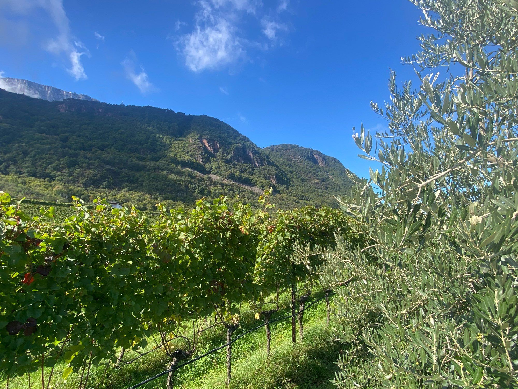 Weinreben, Olivenbaum, hohe Berge, blauer Himmel.