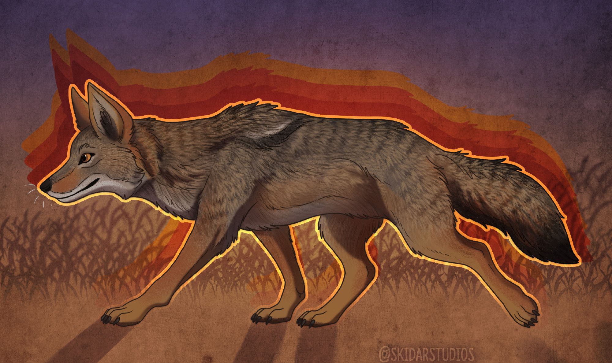 a coyote rimmed with light with colored shadows cast above it