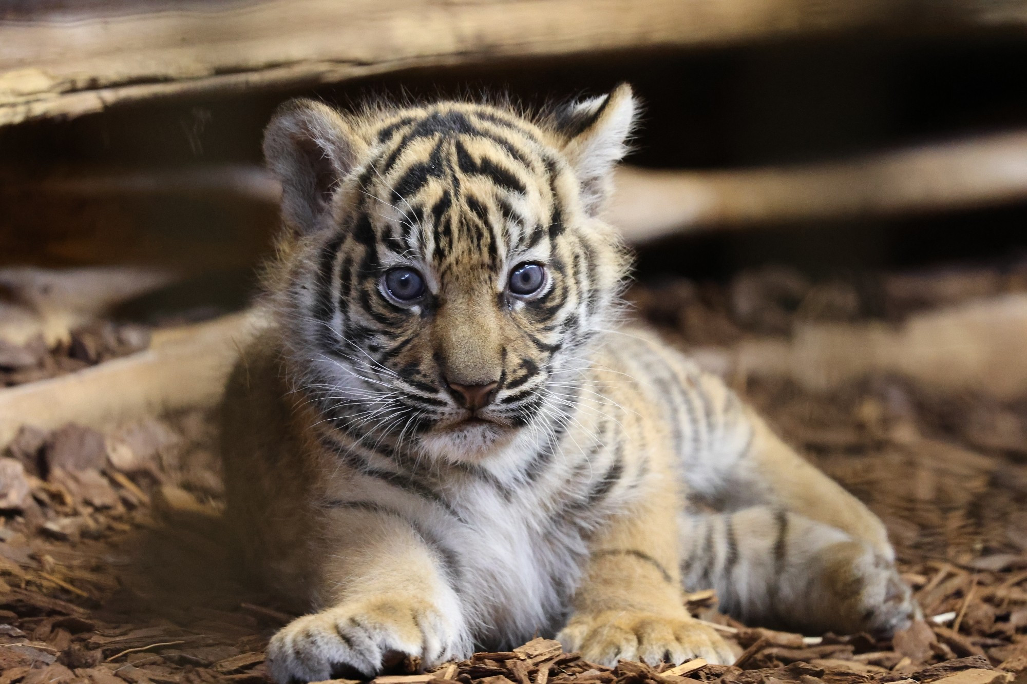 8 Wochen junges Tigerkind mit wunderschönen blauen Augen (im Heidelberger Zoo)