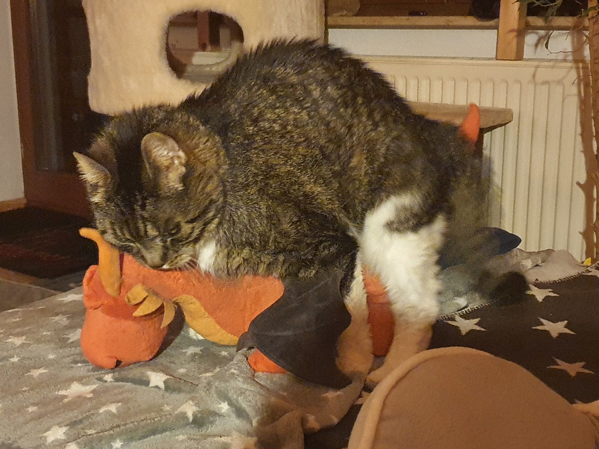 Kater Balou auf seinem orangefarbenen Plüschdrachen