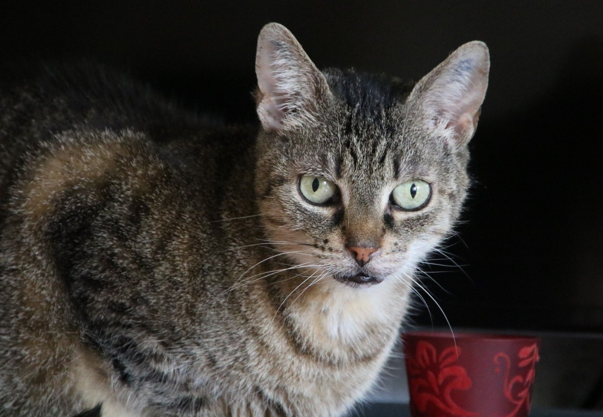 Getigerte Katze namens Rumba, als sie noch fit war