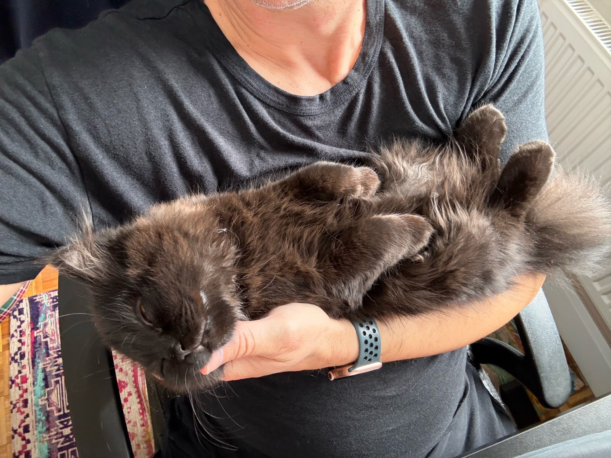 A black kitten asleep on my arm with his head on my hand.