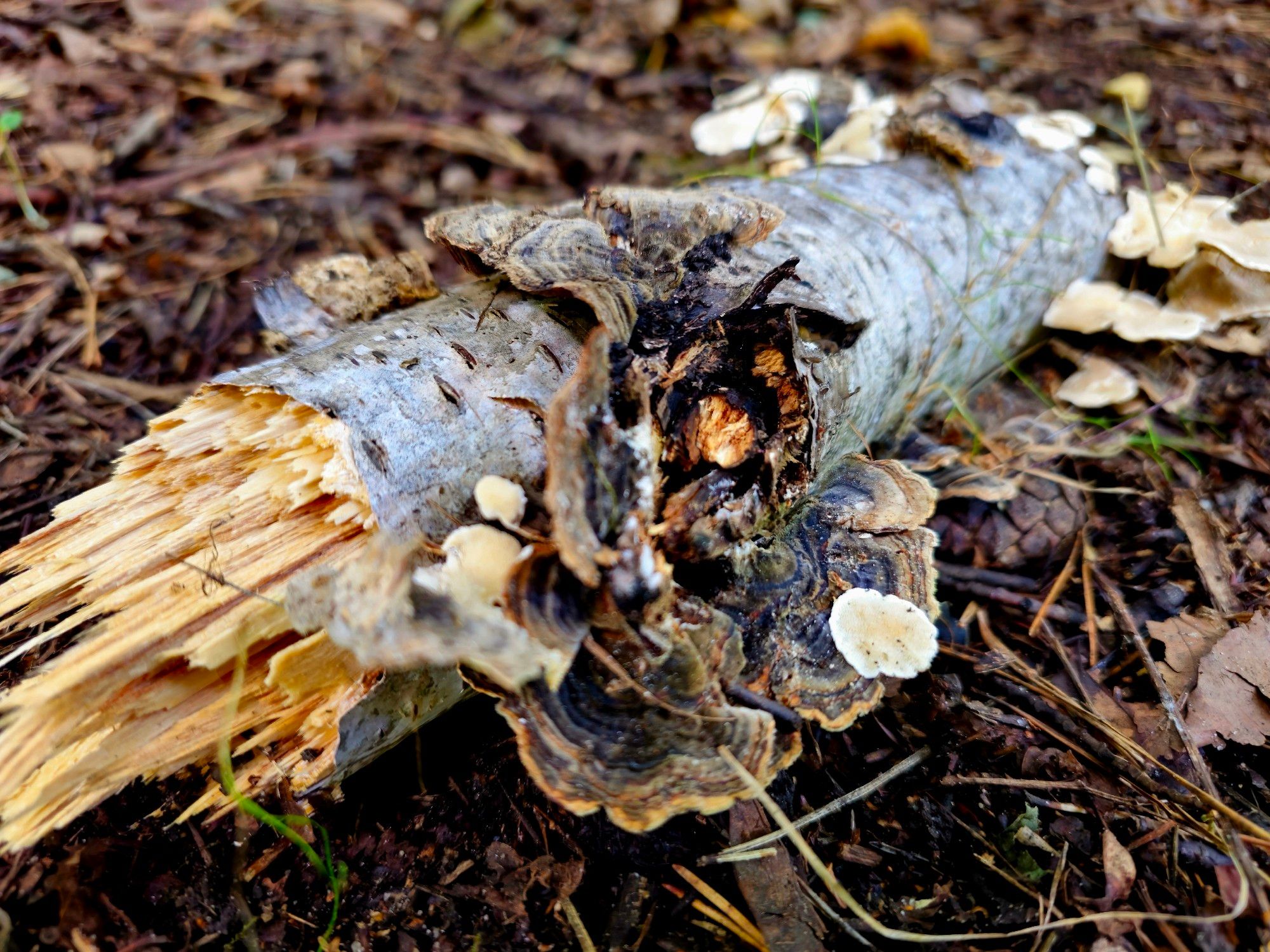 Fungi growing from a dead tree trunk.