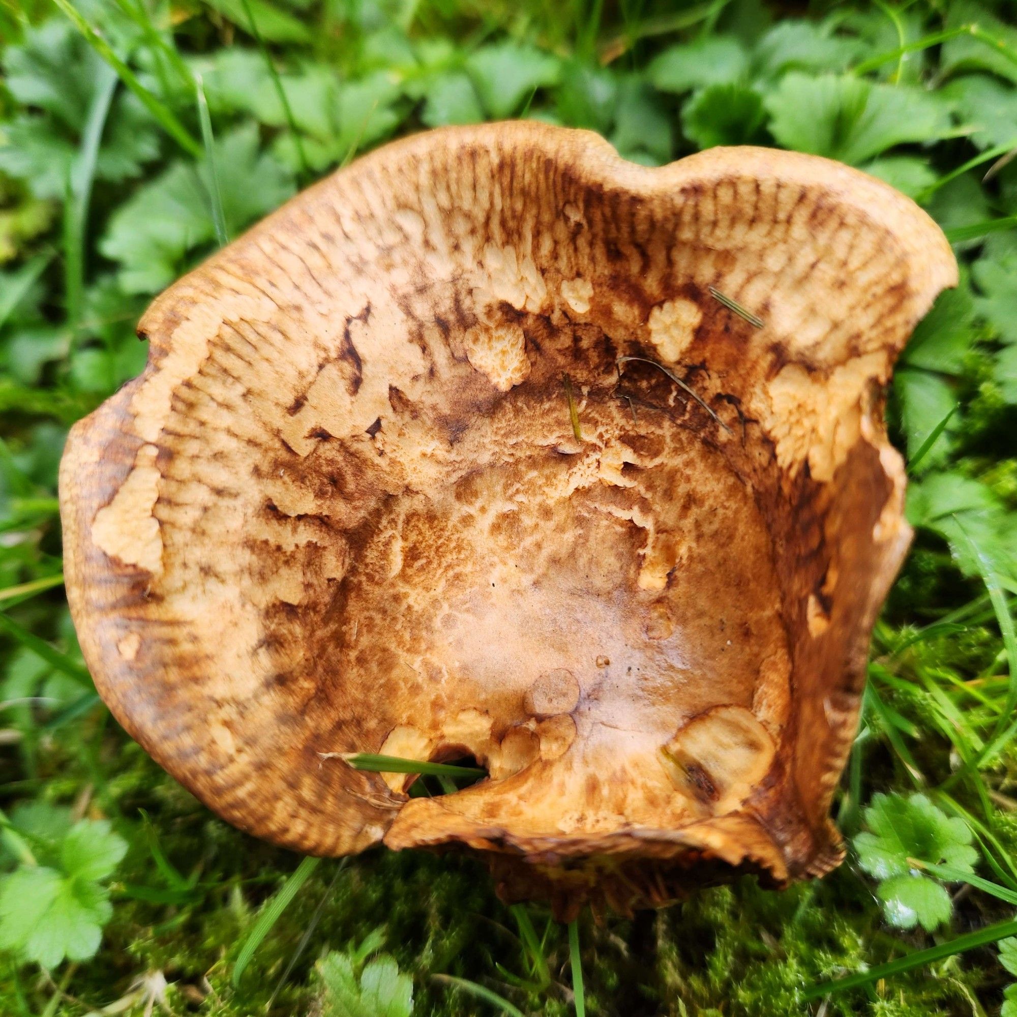 Another brown mushroom, but this one has a much more pronounced bowl. The ruffly edges surround a cup, and a small hole in one of the sides allows a single blade of grass to peek through.