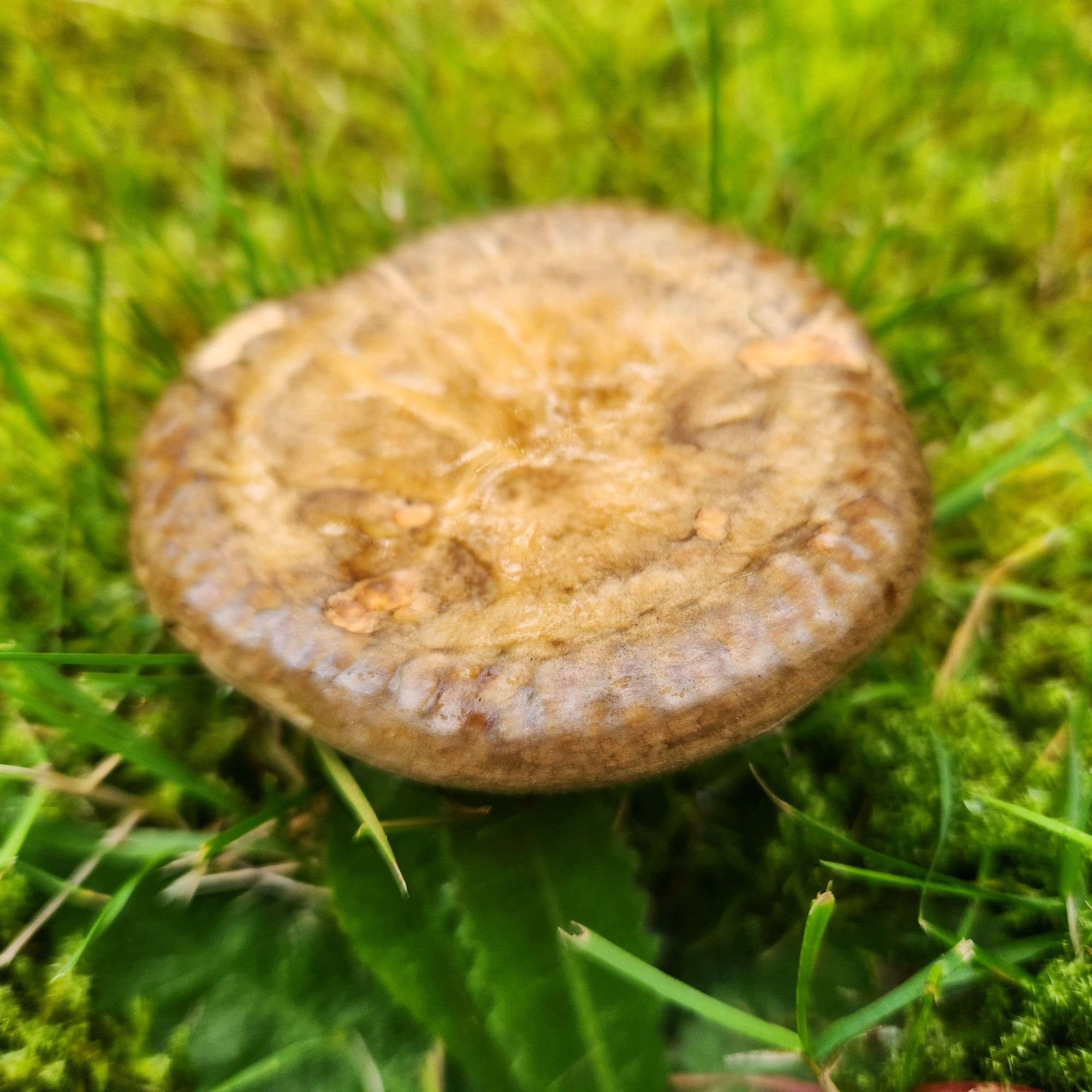 This mushroom is small and round, but not domed. It almost looks like someone took a ball of cookie dough and then flattened it into a disk shape.