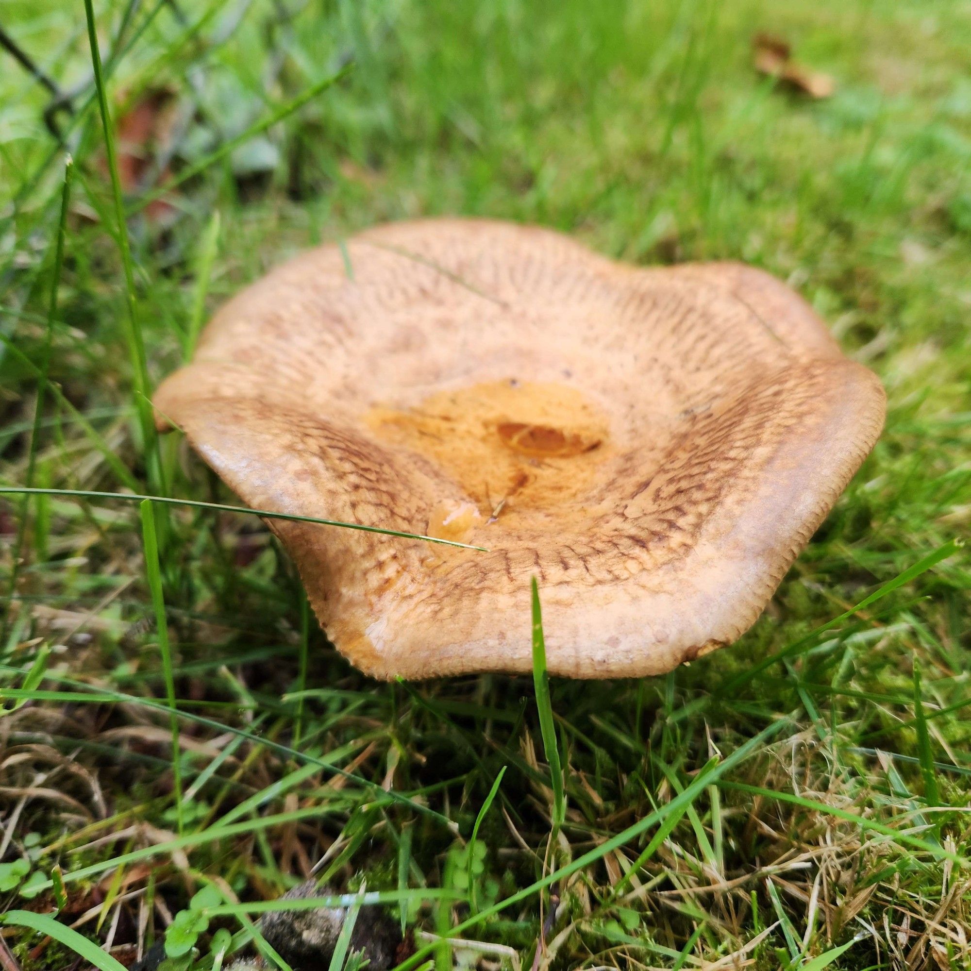 A close up image of a brown mushroom amongst some green grass and fallen brown leaves. This mushroom has some slightly wavy edges, and the center is starting to form a small pool of water.