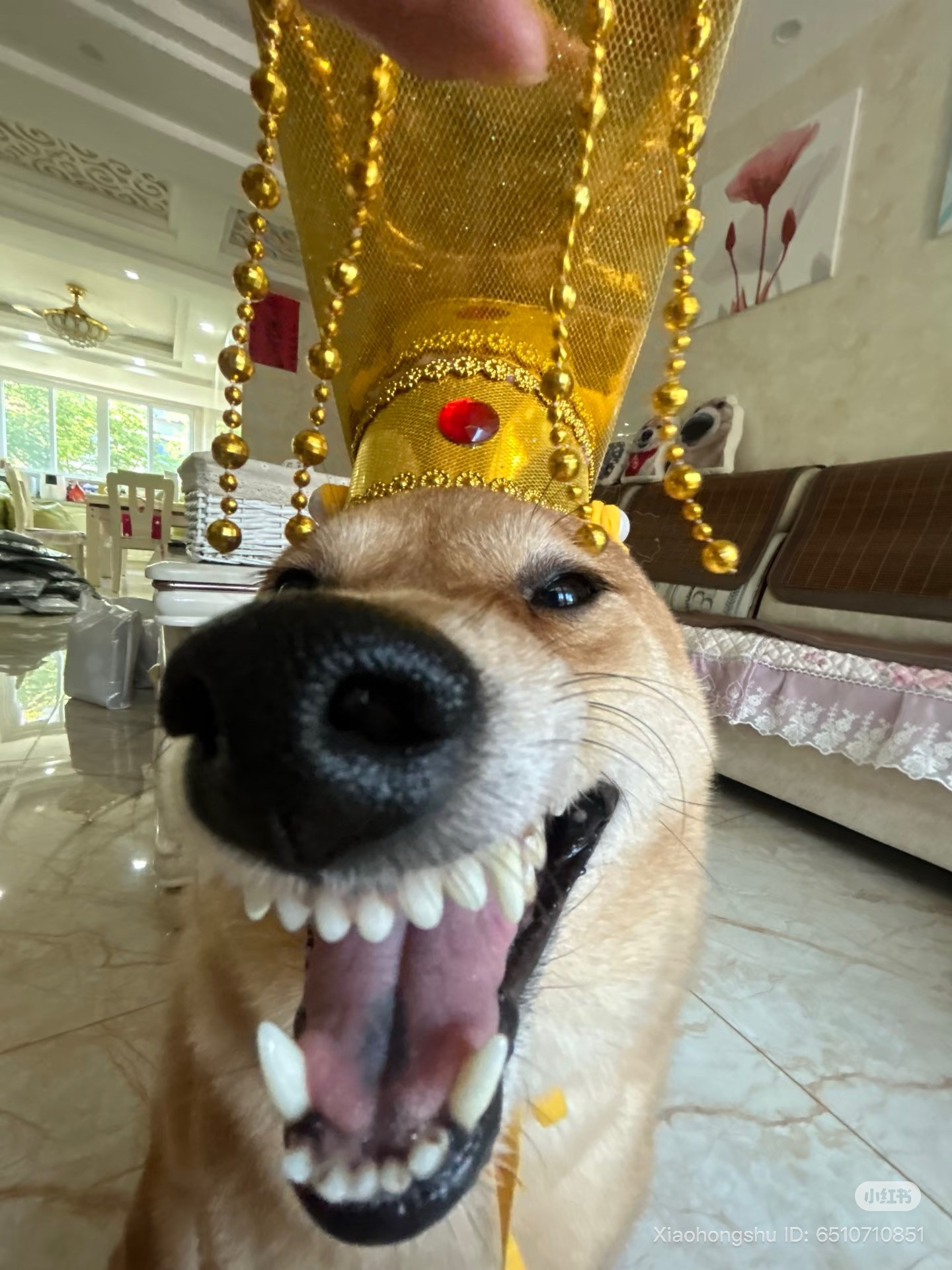 Freakish Shiba Inu with a crown on its head showing its teeth