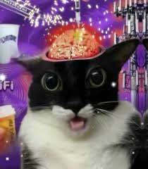 Shocked cat with its brain blasting or some shit 