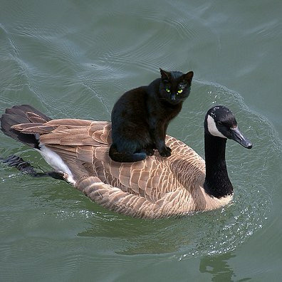 A black cat riding a Canada goose 