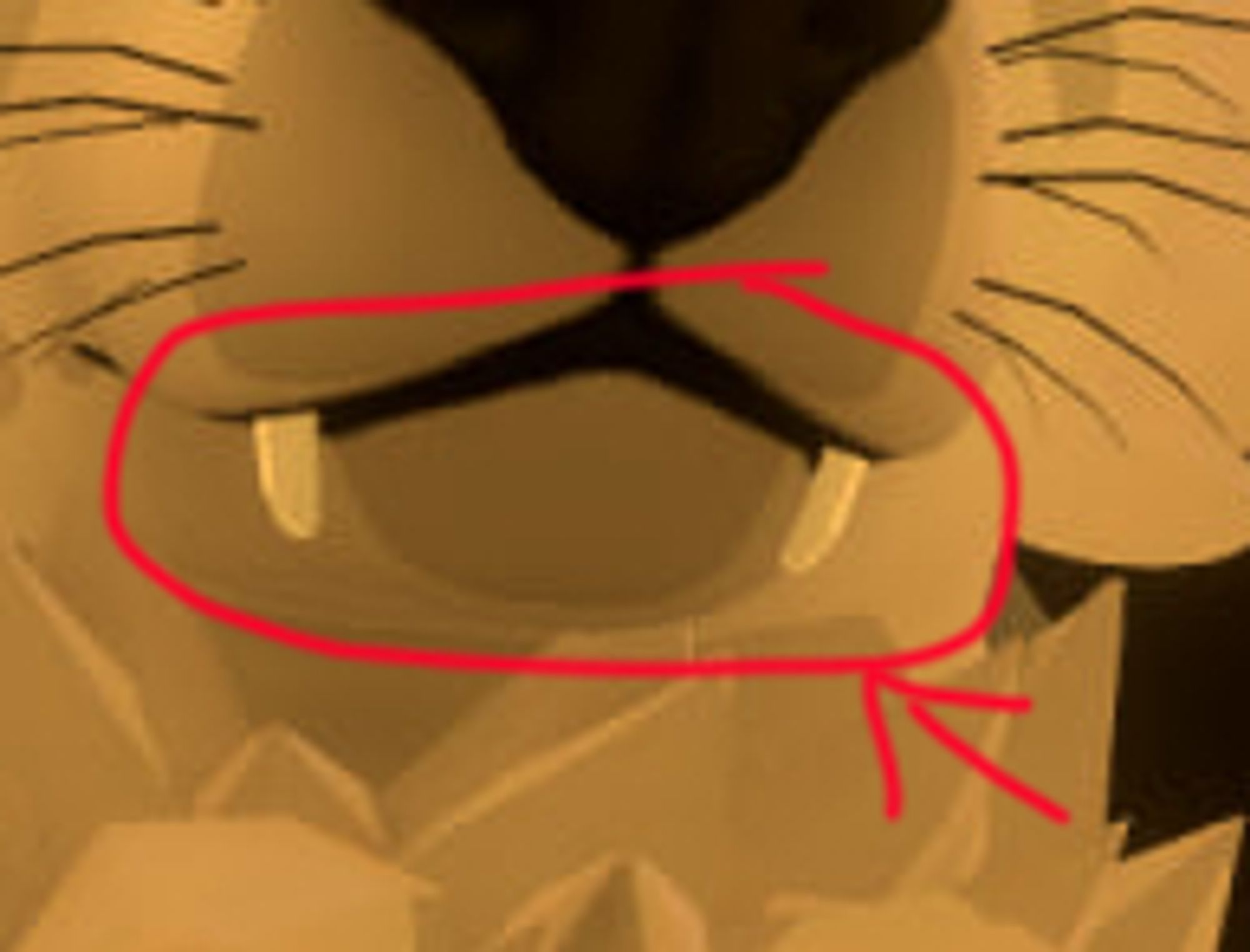 Close up screenshot of the mouth of a VRChat wolf model, with a red circle showing the fangs sticking out of the closed mouth