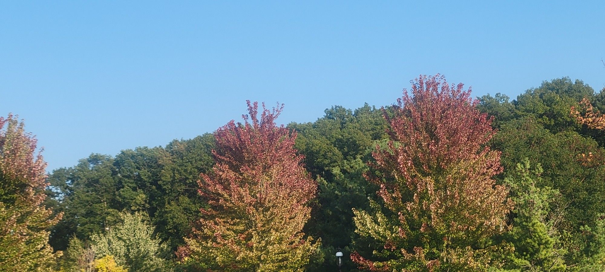 Fall trees just starting to show color in the leaves