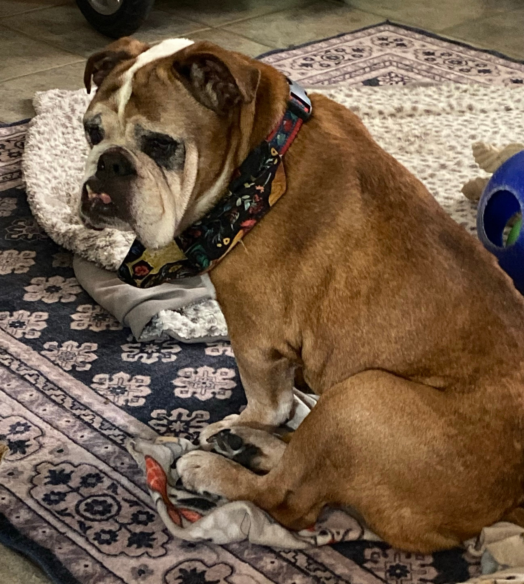 A 12 year old brown English bulldog sitting like a bug on a rug. She’s a sweetheart. 
