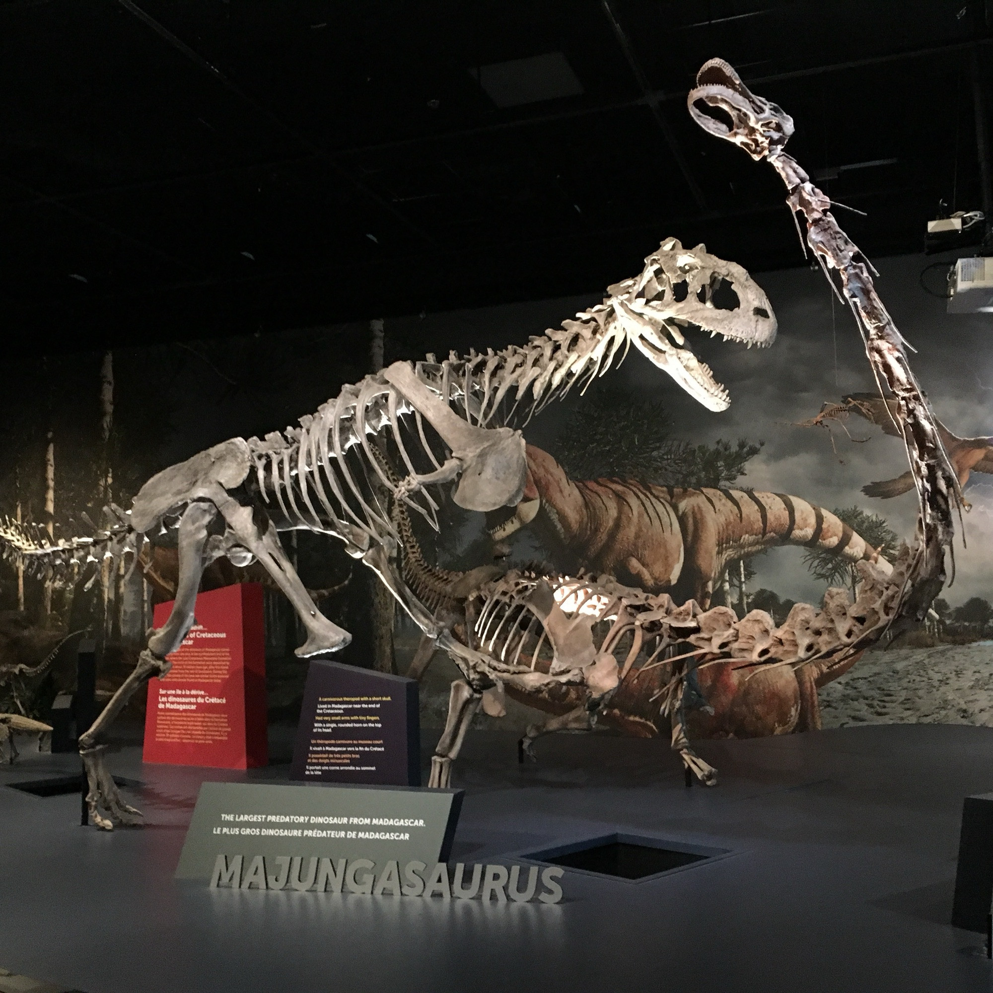 Museum skeletons of the carnivorous dinosaur Majungasaurus trying to bite the long necked herbivore Rapetosaurus