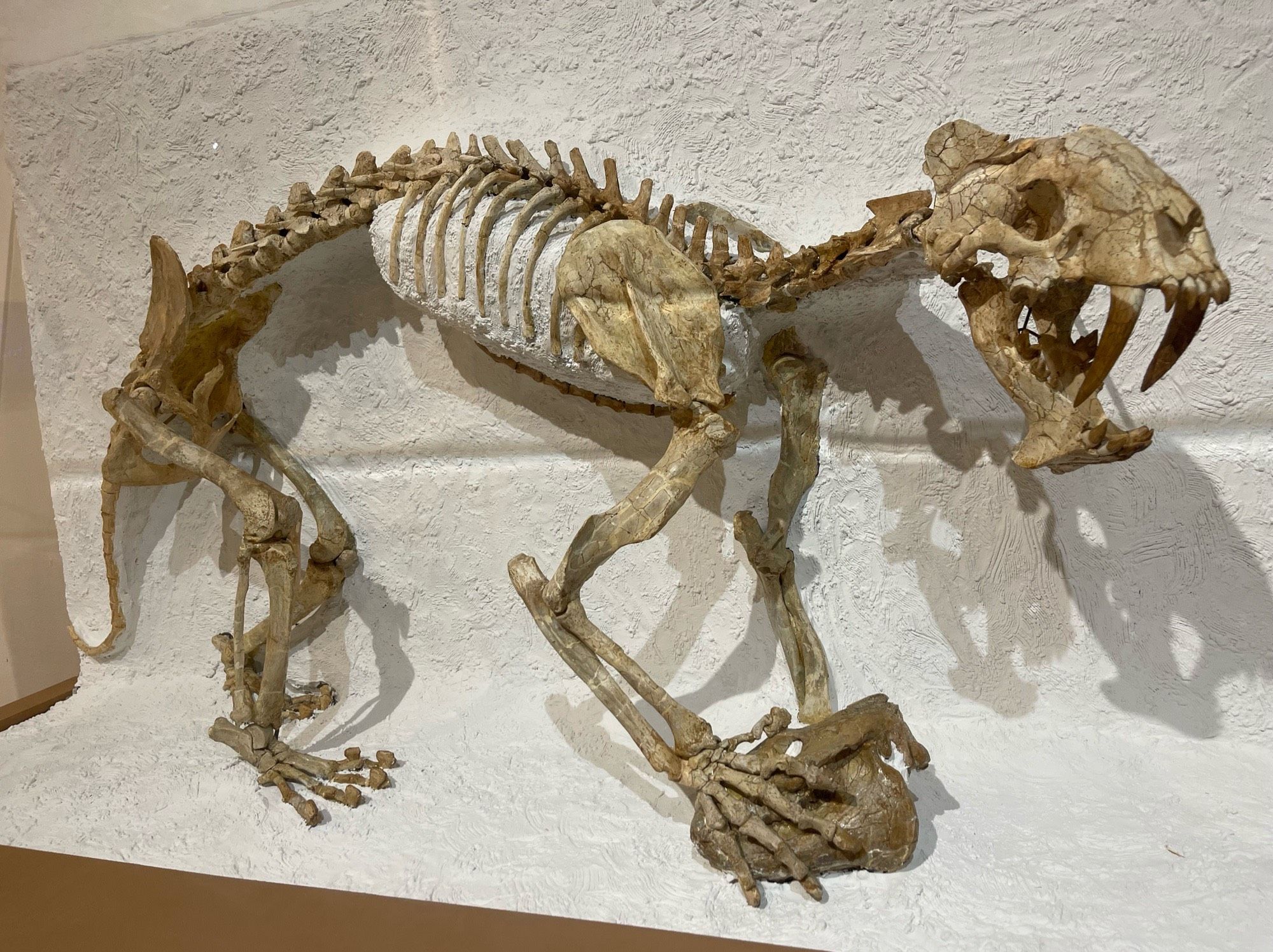 The skeleton of a prehistoric cat-like predator with long saber teeth