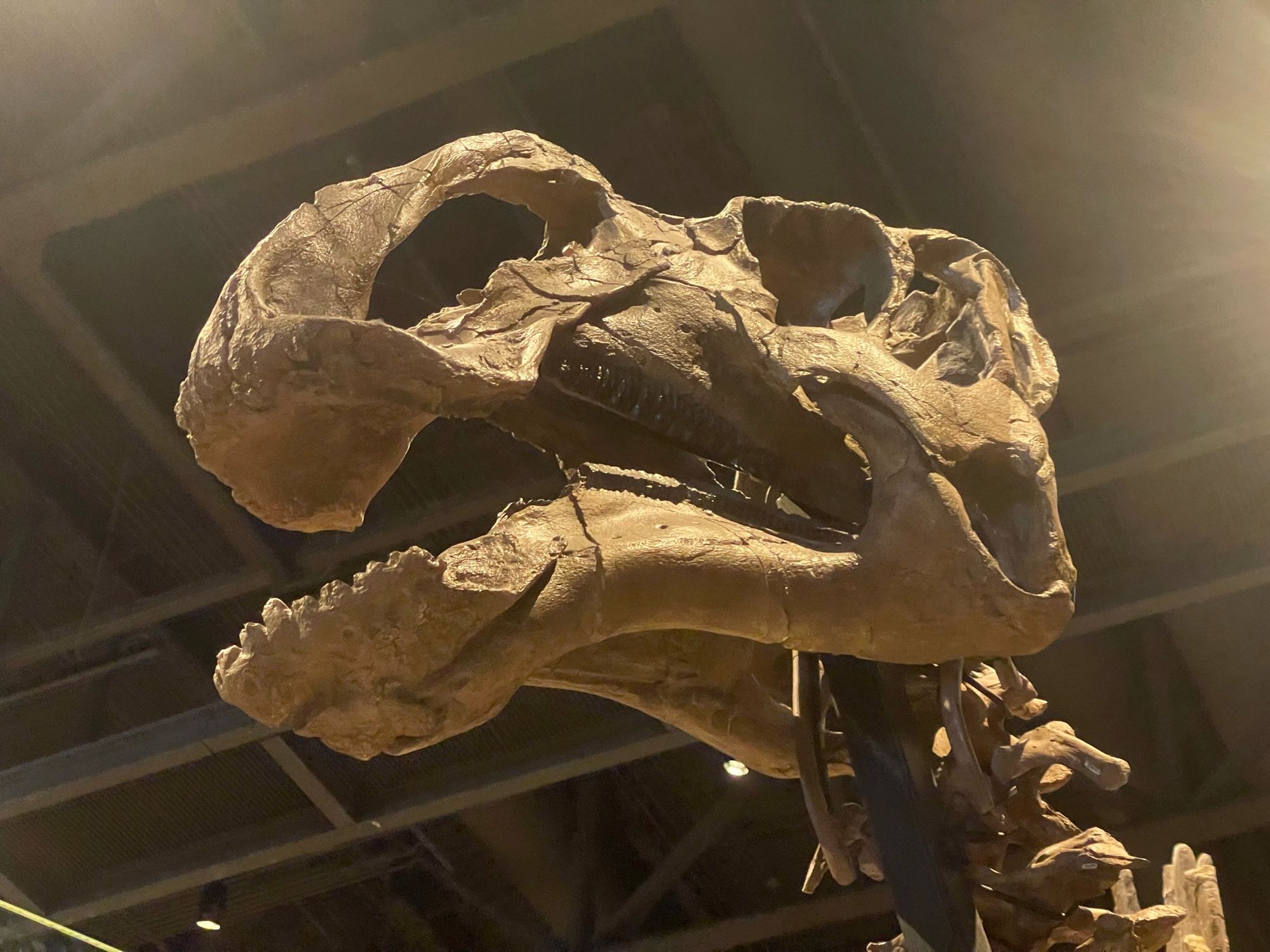 A close up of the skull of the beaked dinosaur Gryposaurus