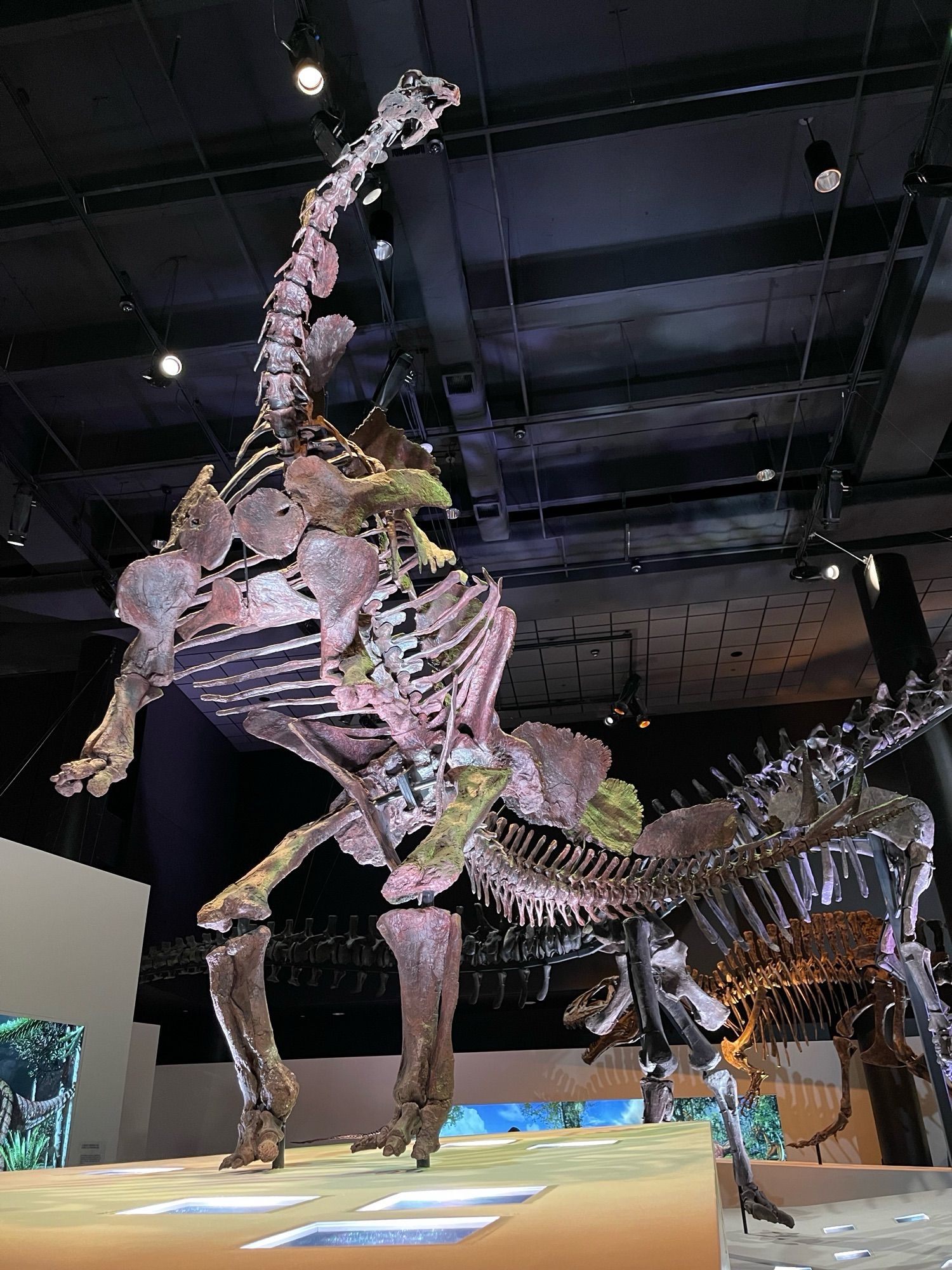 A museum mount of the armored dinosaur Stegosaurus rearing back and its hind legs, balancing its broad body on two stout legs