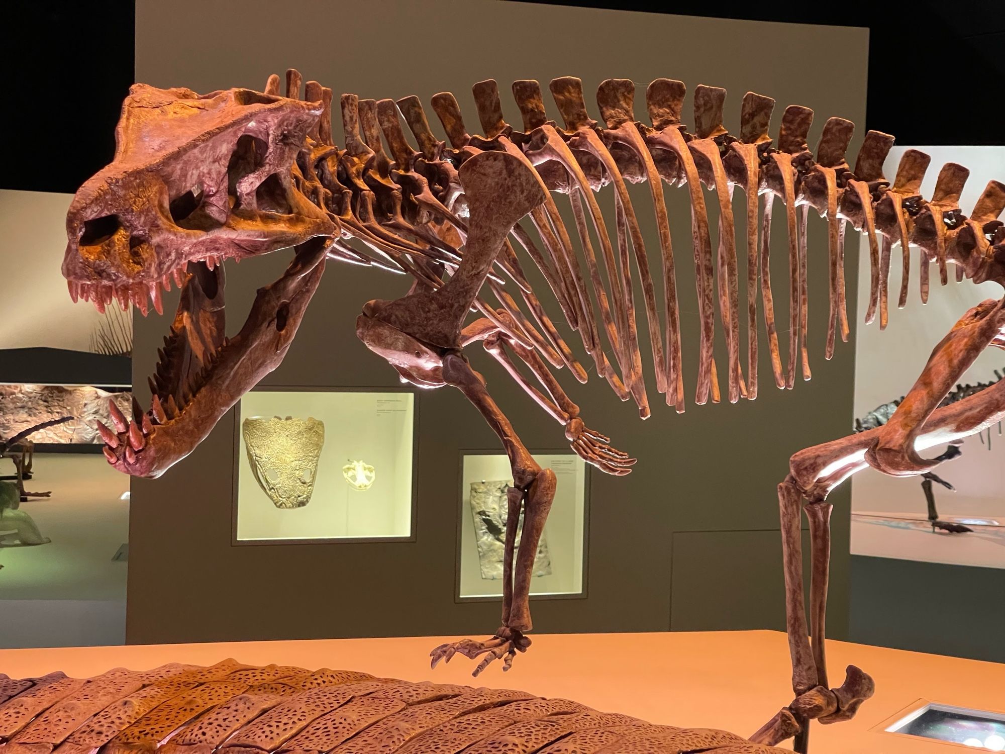 A skeleton of a dinosaur-like crocodile in a museum.m, with deep jaws full of sharp teeth