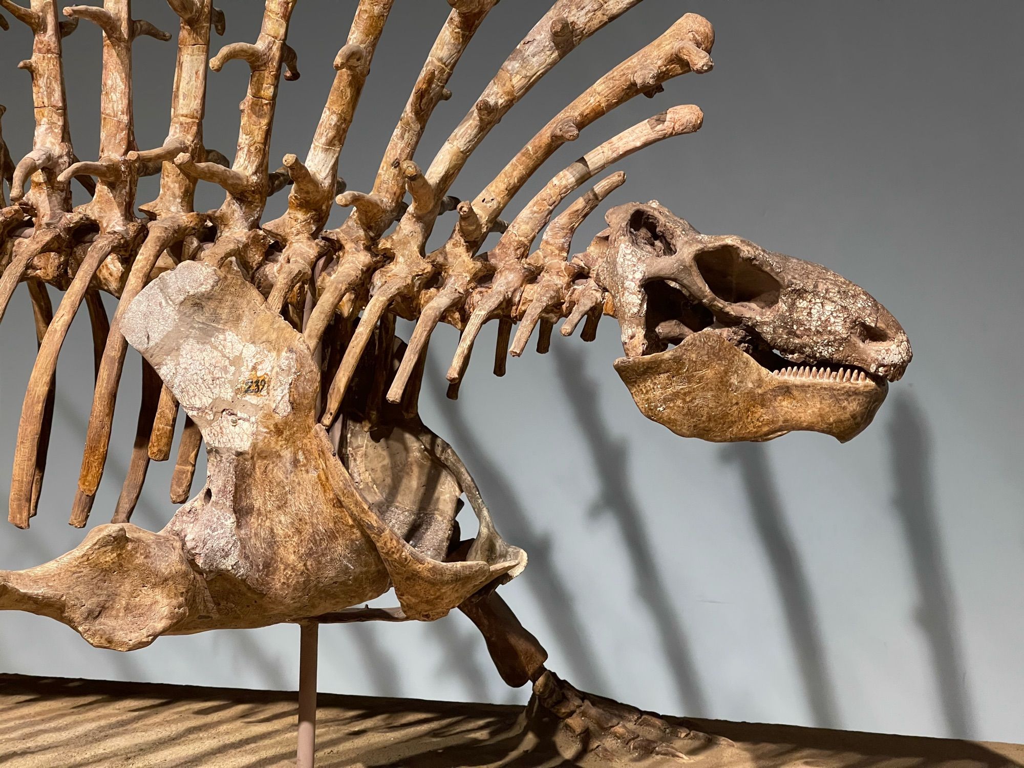 The skeleton of a prehistoric lizard-like creature called Edaphosaurus, with a bony sail on its back