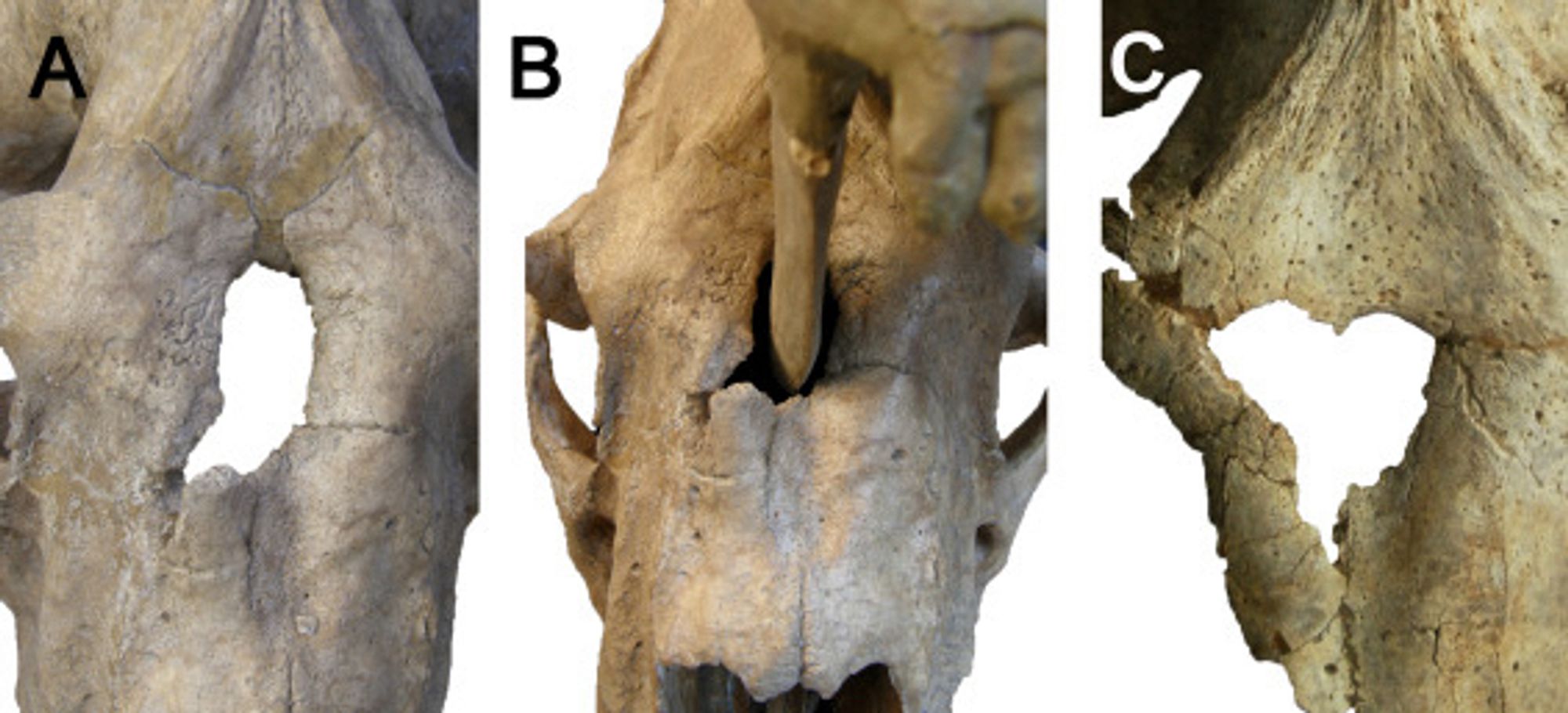 Figure from a science paper showing punctures in the skull of a Smilodon and have a Smilodon tooth fits into the puncture