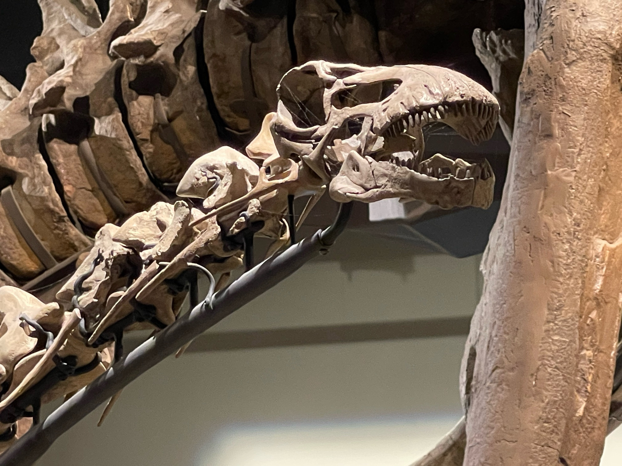 Close up of the skull and upper neck of the long-necked dinosaur Rapetosaurus