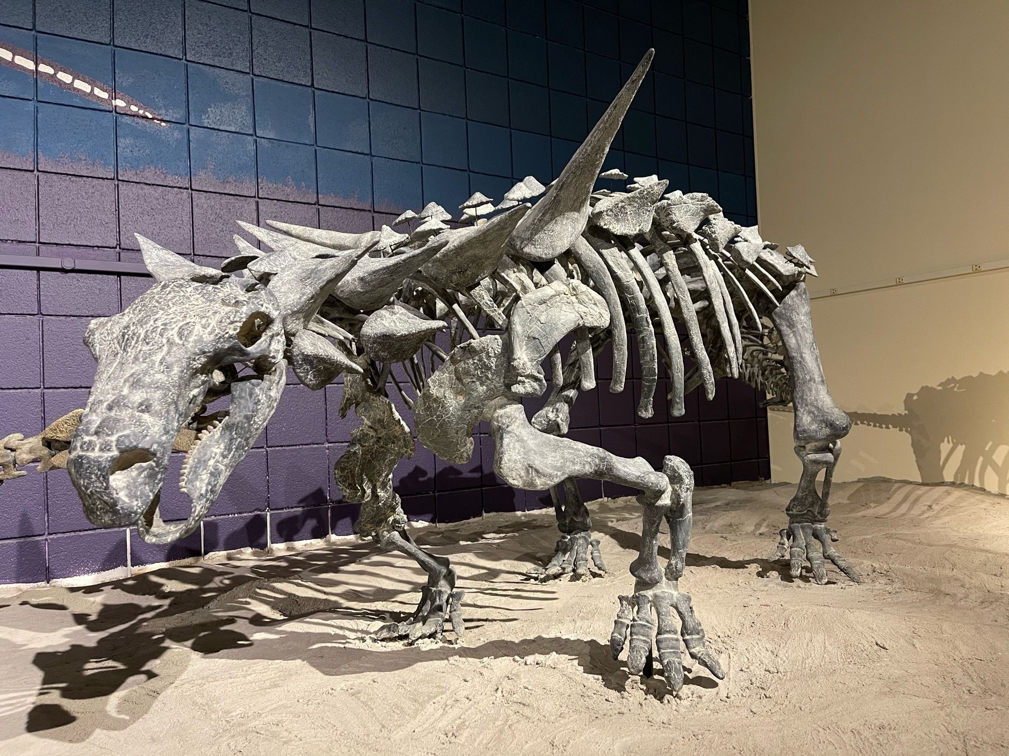 The skeleton of the quadrupedal, armored dinosaur Animamtarx 