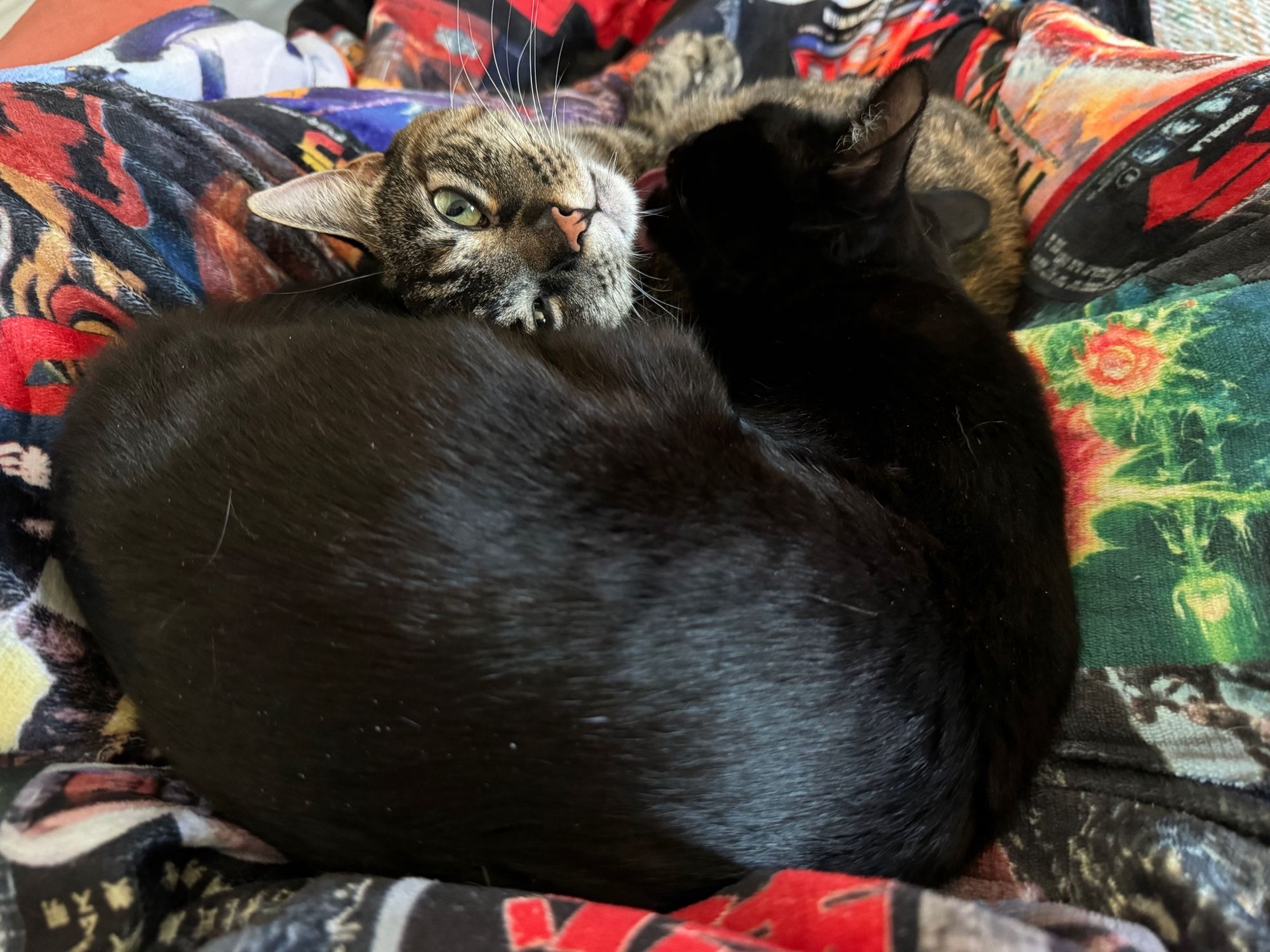 Joey the void kitten and Strata the torbie cat curled up together between Riley’s legs on a Godzilla blanket, Joey grooming Strata