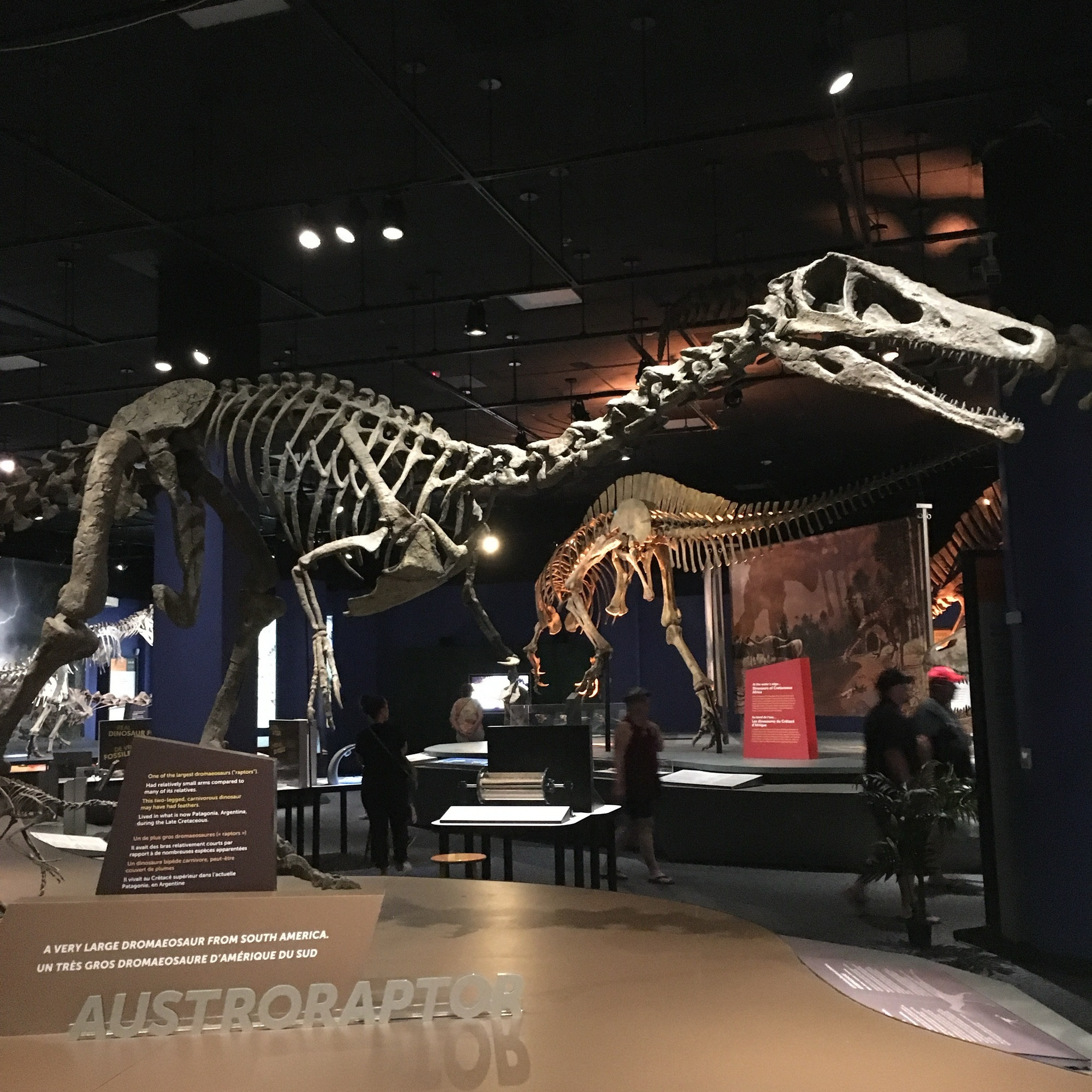 A skeleton of the raptor dinosaur Austroraptor in a museum hall, having long and almost crocodile-like jaws 