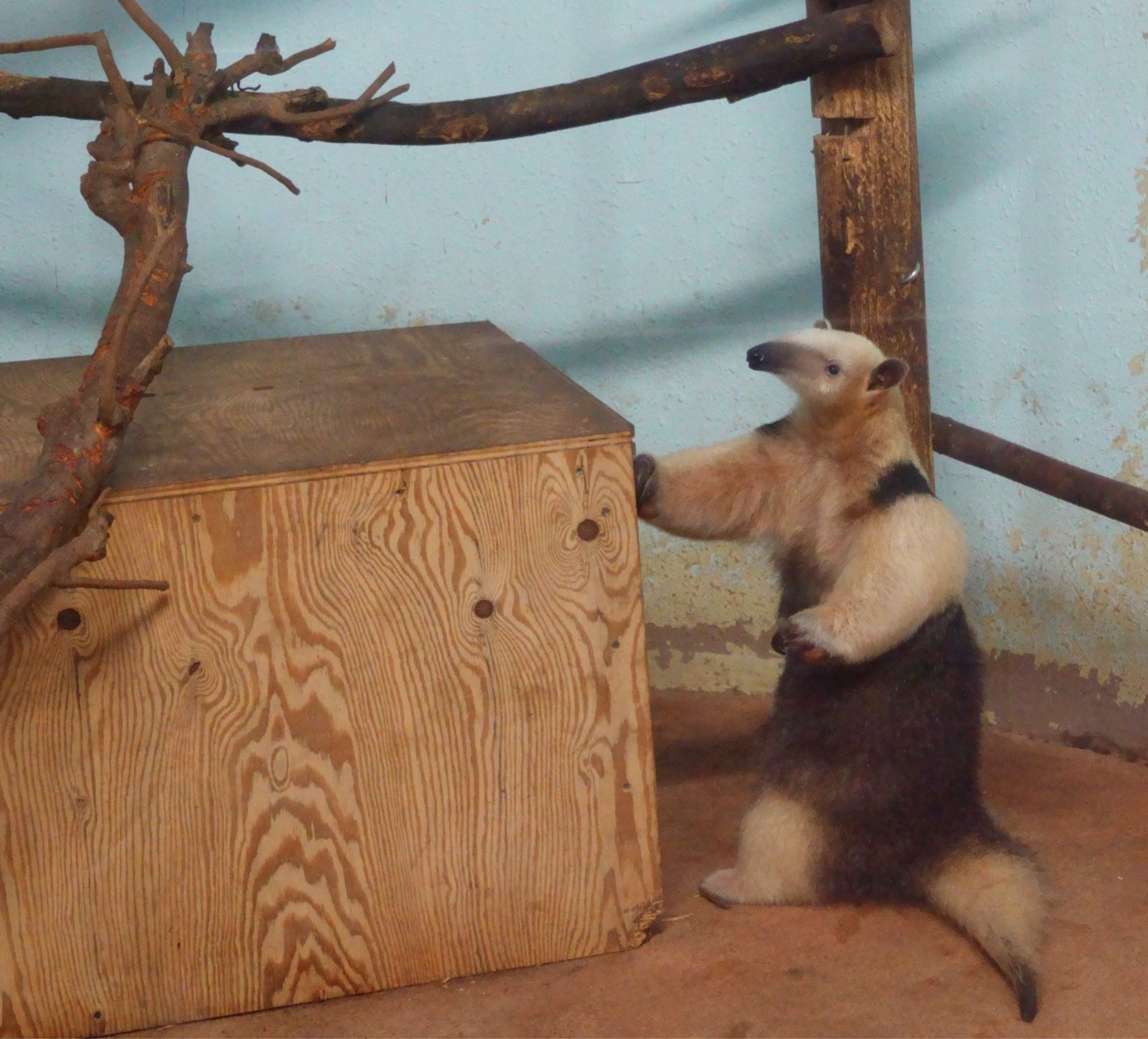 上野動物園のミナミコアリクイ。
展示室の巣箱の横に立っている。支えにするように右前脚を巣箱についている。