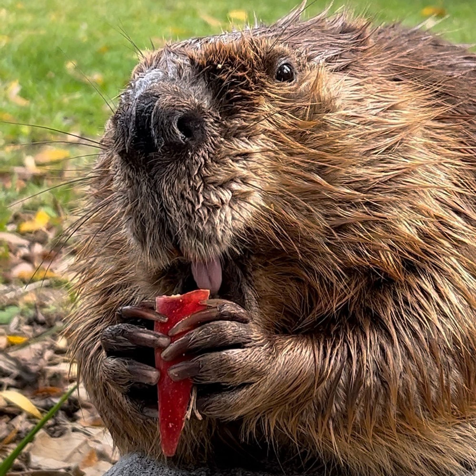 Beaver eating an apple slice