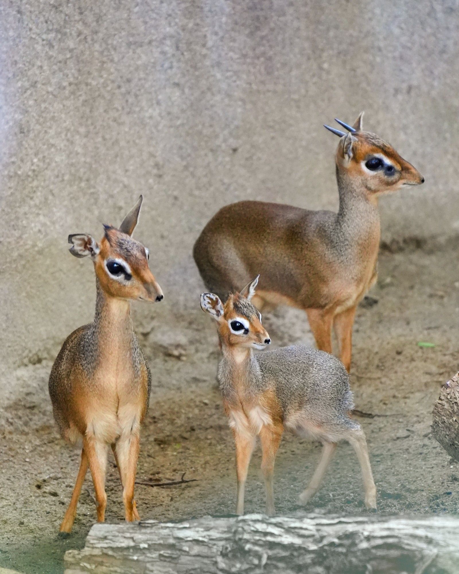 Dik-dik family